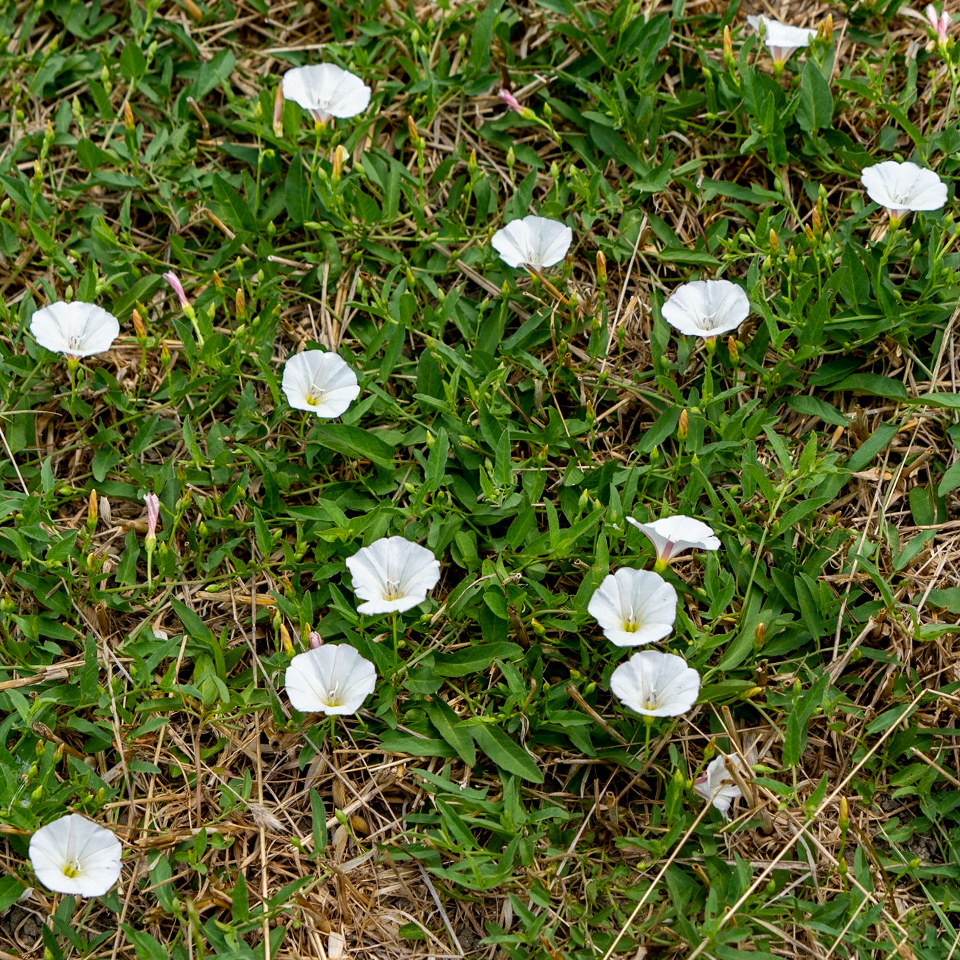Sazlıdere southern flower meadow: white trumpet flowers