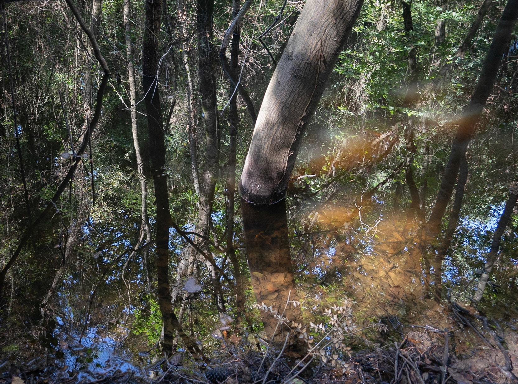 İmrahor swamp: trees and reflections on 15.9.18