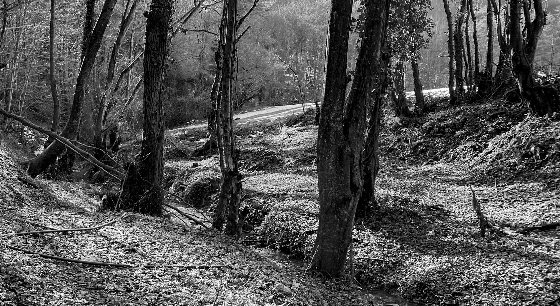 between Cumhuriyet and Polonezköy: stream and woodland