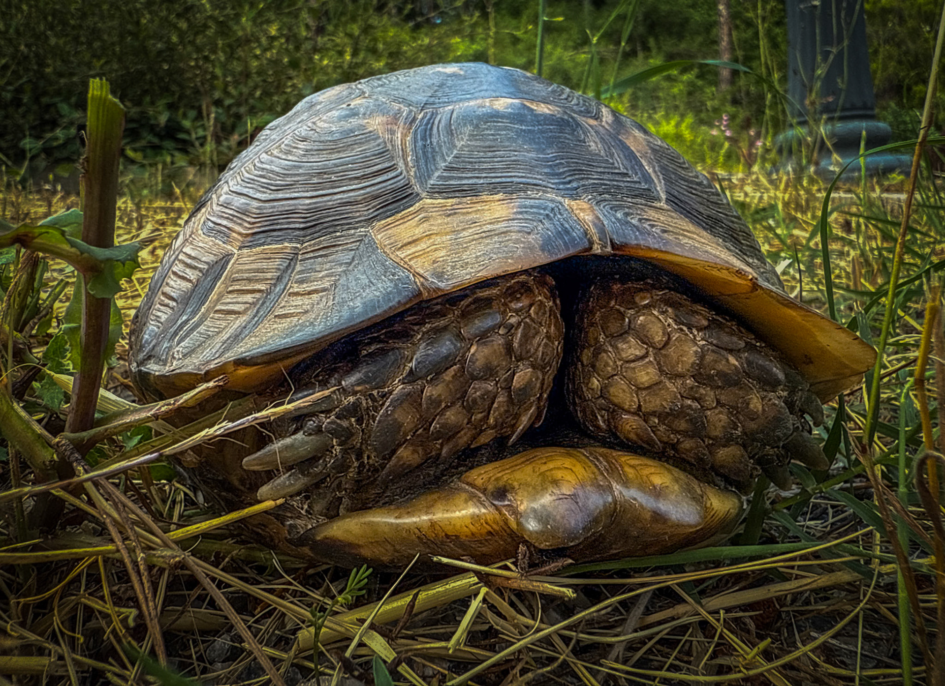 İncirlikoru hill: tortoise