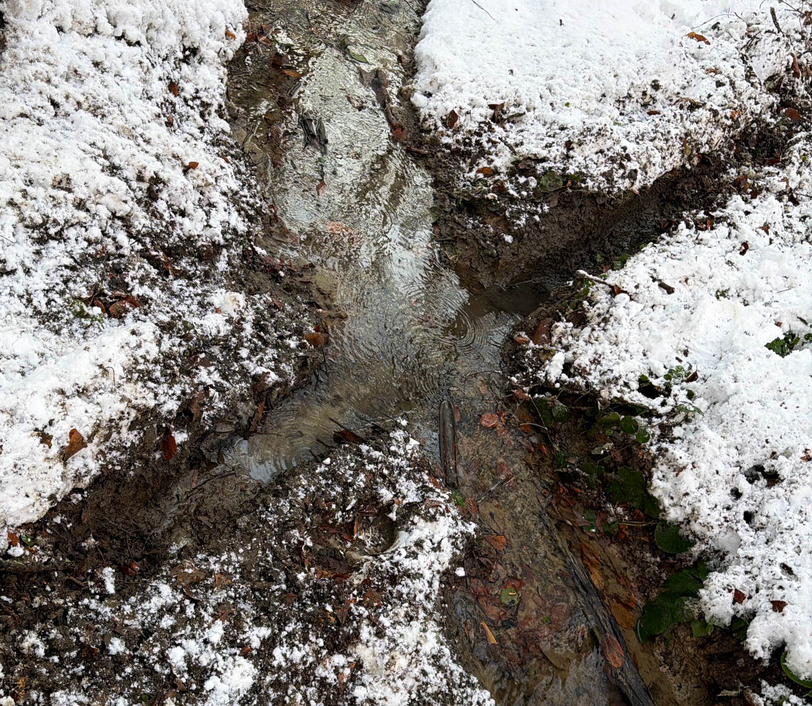 Neşet Suyu forest: snowy cross-streams
