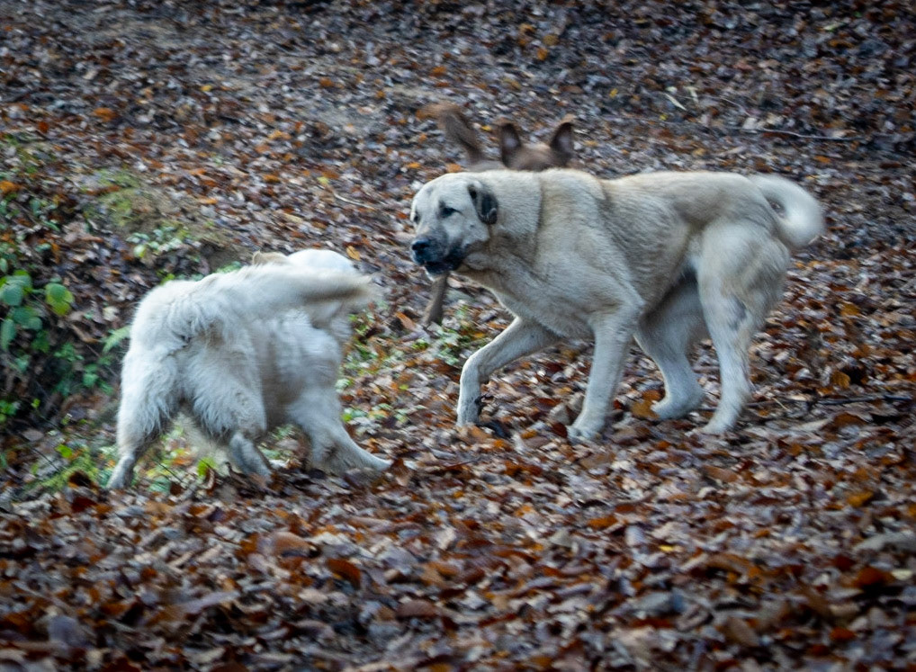 Bozhane forest: Lucia and a feral dog