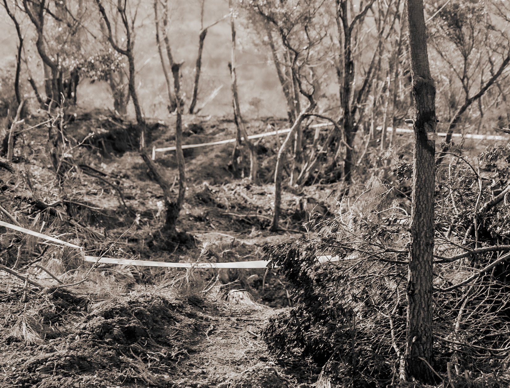 Kirazlı woods: recently demarcated and partly-cleared land