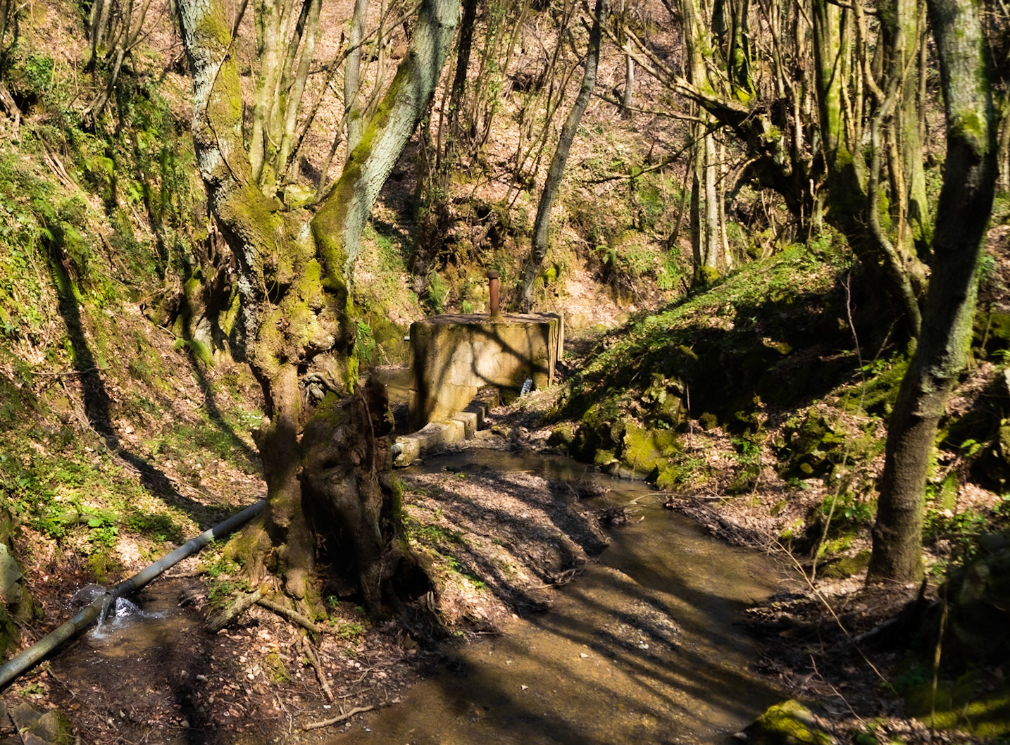 Zerzevat stream valley: old trees and some kind of small waterworks