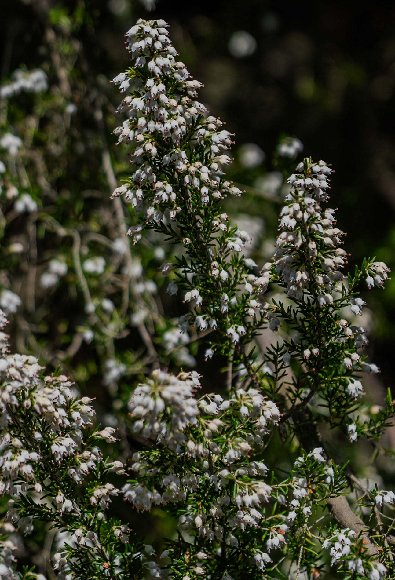 Kaynarca southern forest: white heather in flower