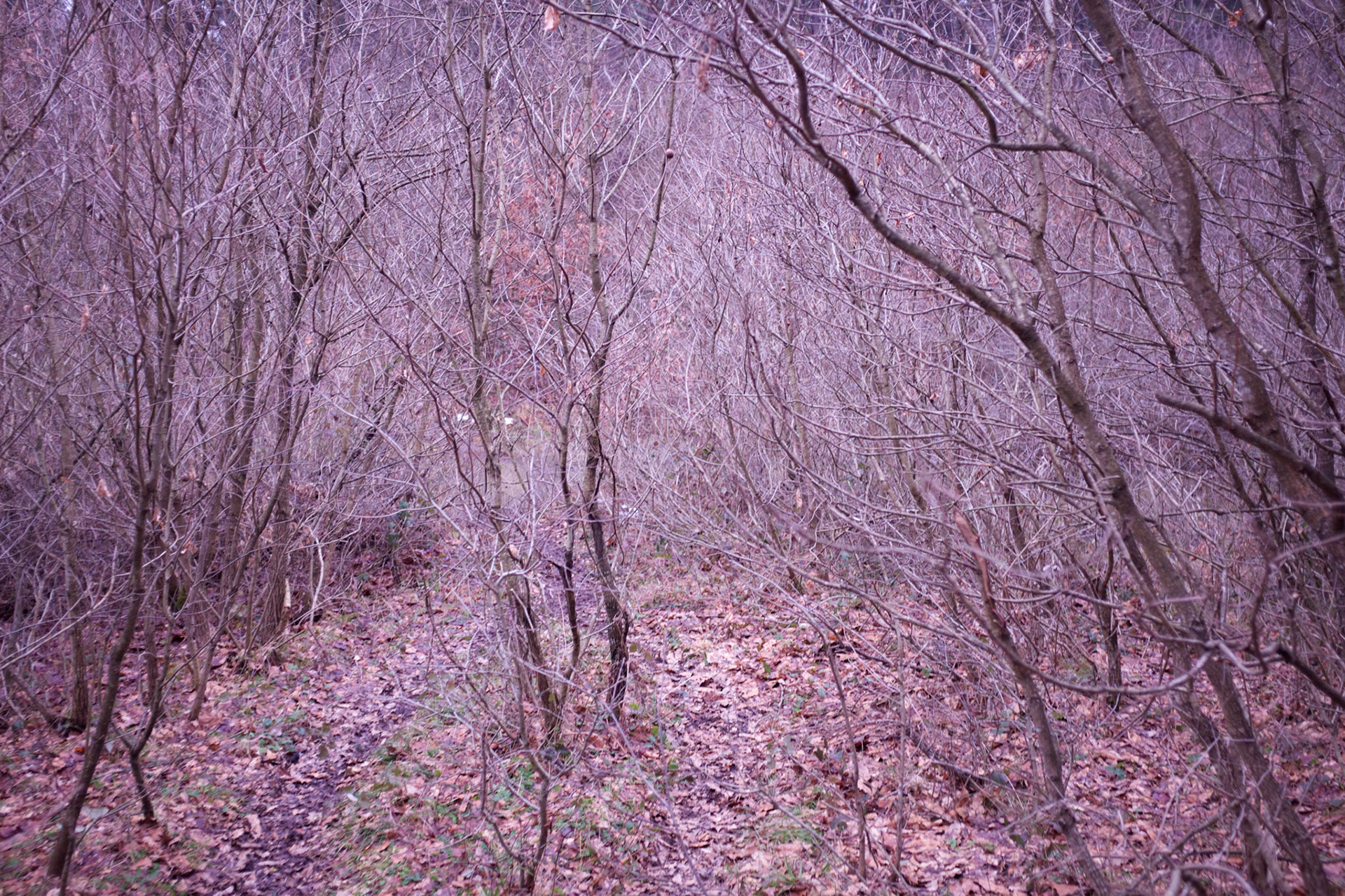 between Ballıca &amp; Ömerli Reservoir: winter forest