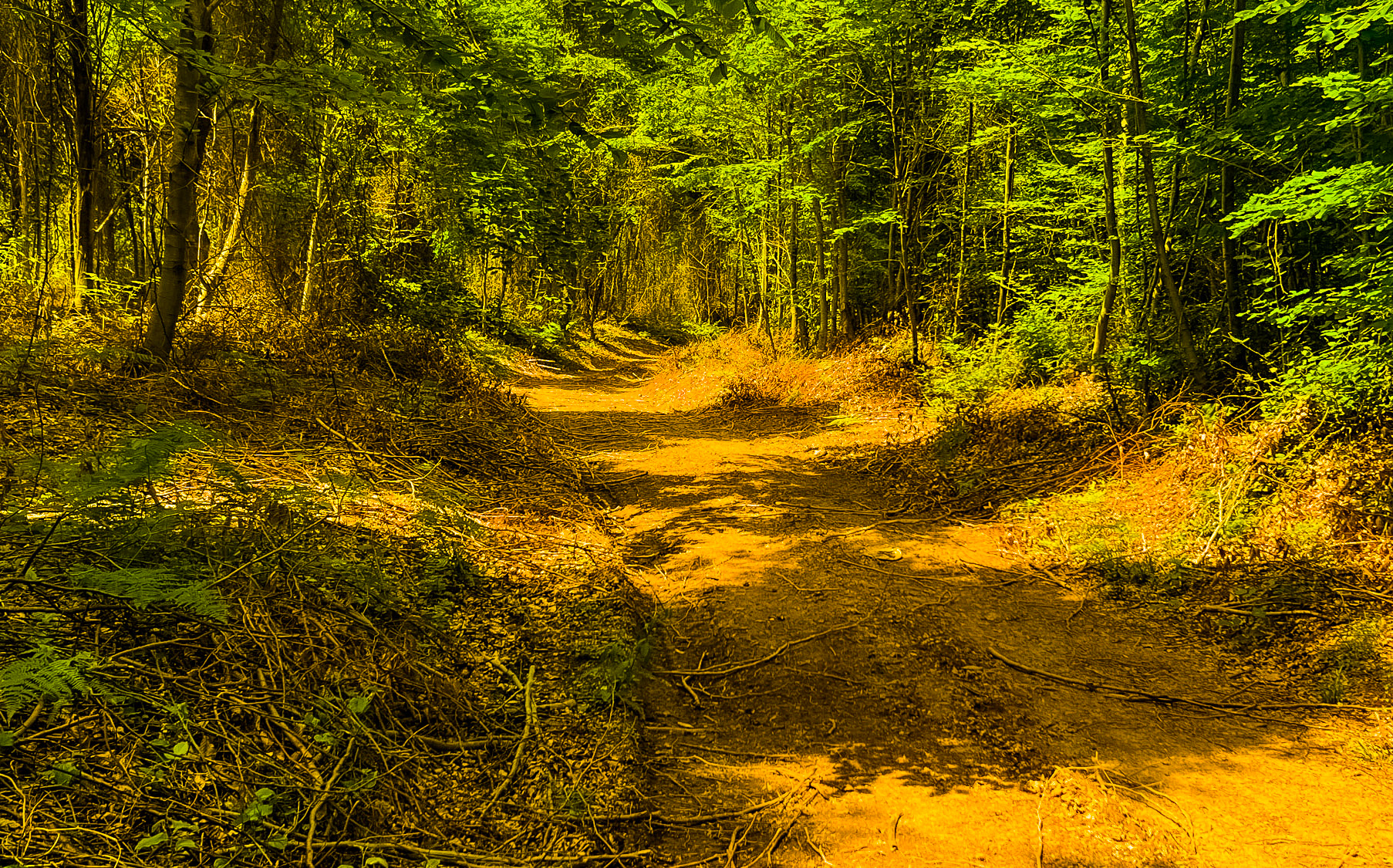 Mahmut Şevket Paşa W hill: track in the forest