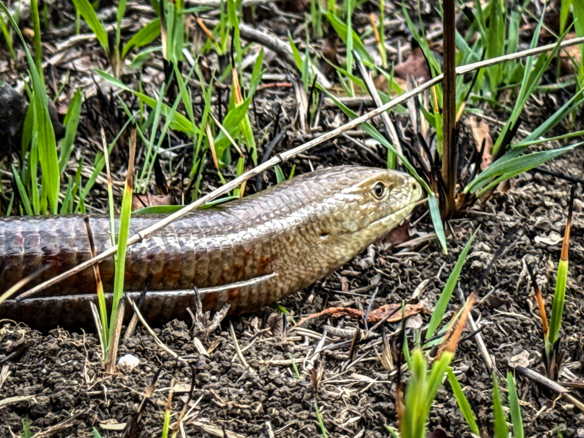 Yahudiköy moor: legless lizard