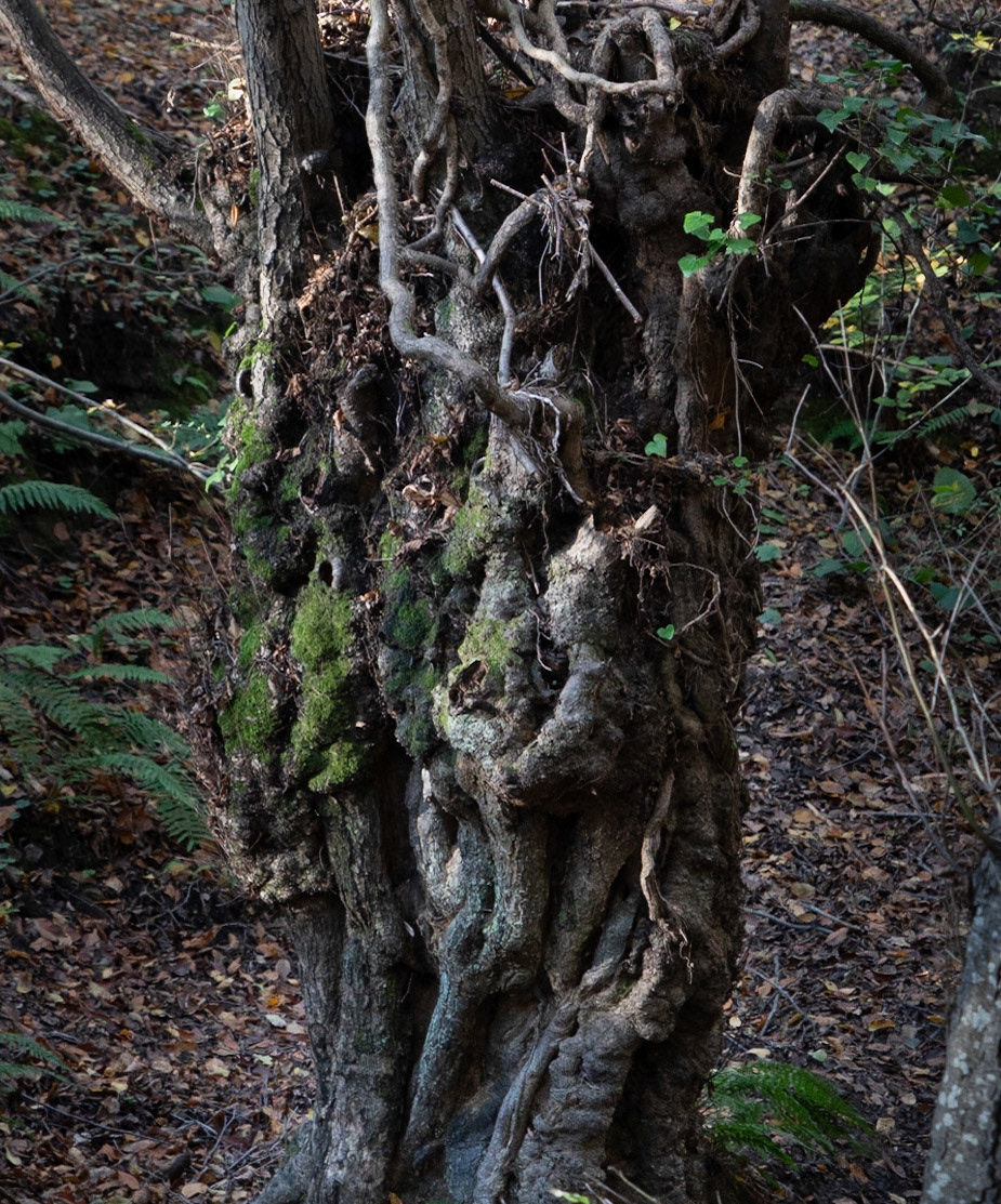 Kozu Deresi valley: old tree