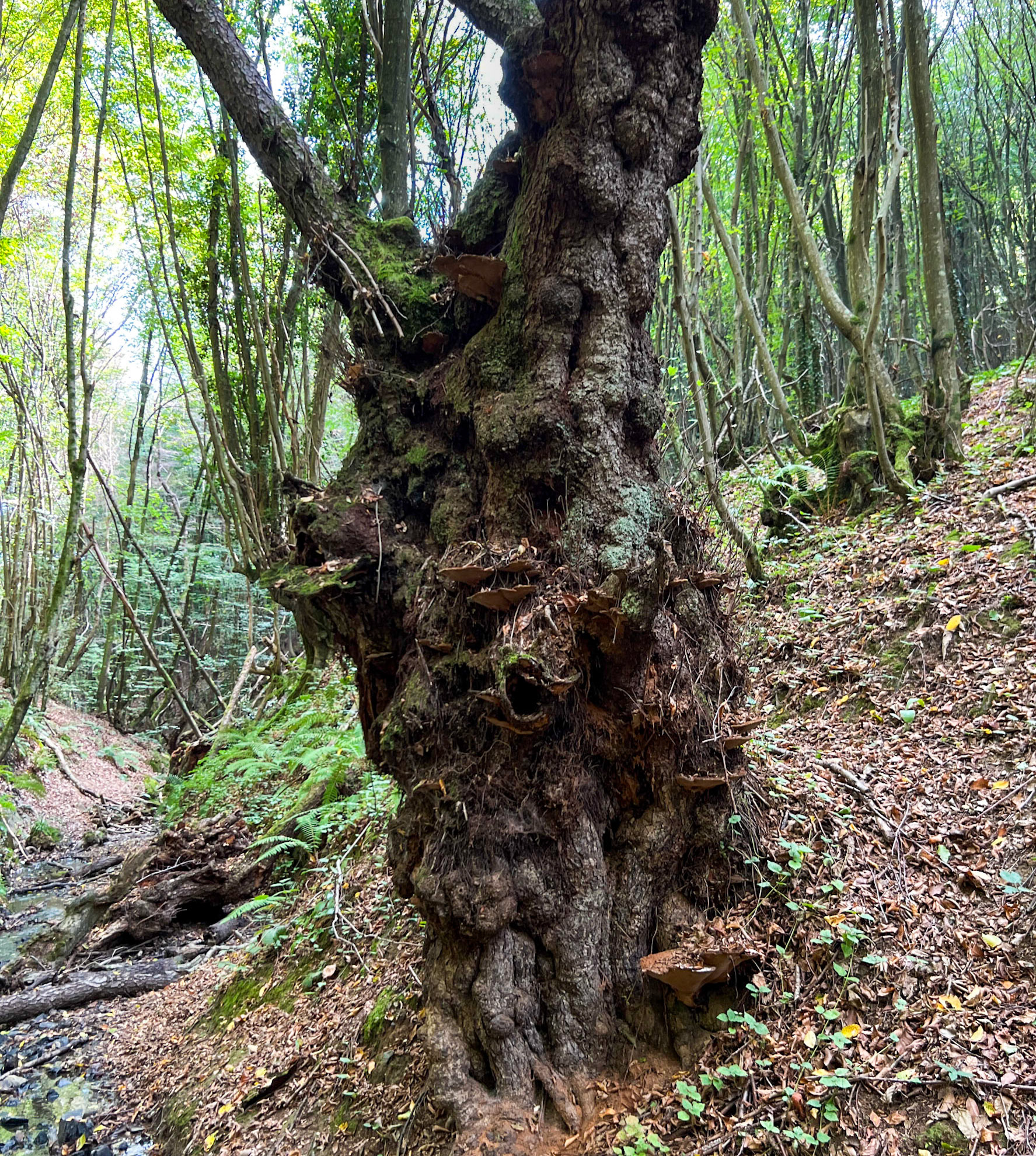 Zerzevat east streamwalk: old tree