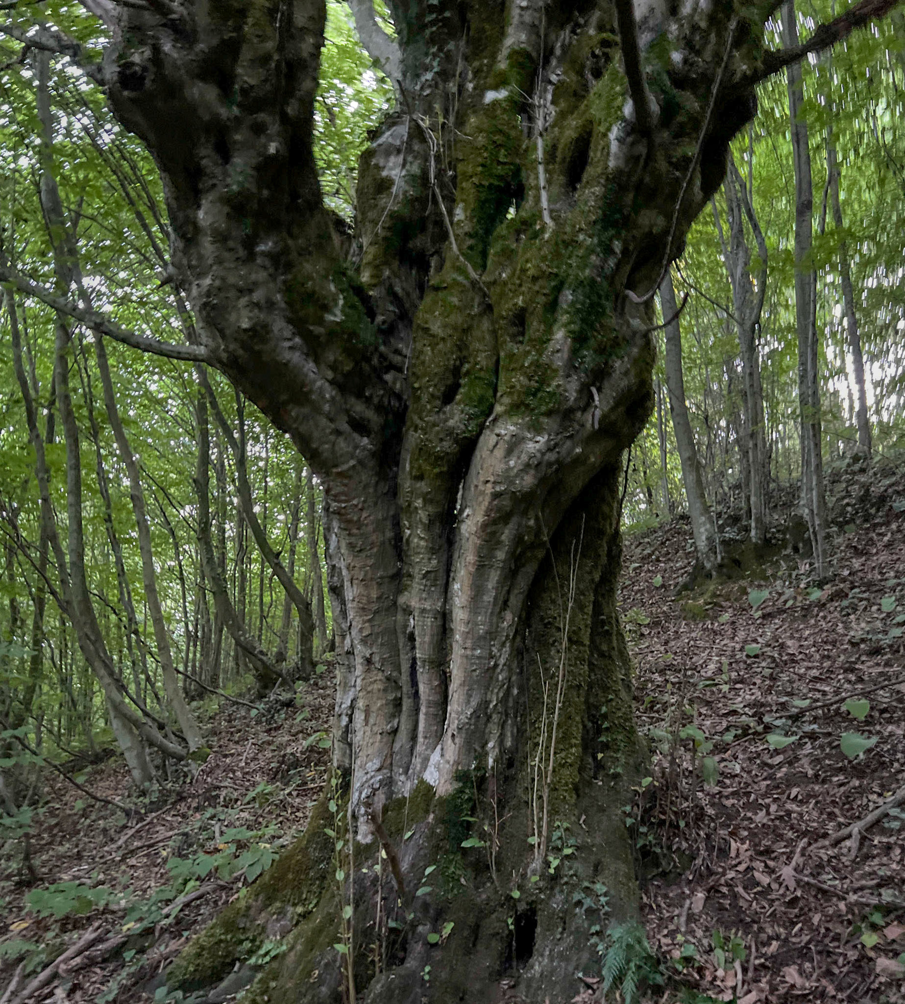 Kozlu stream: venerable tree