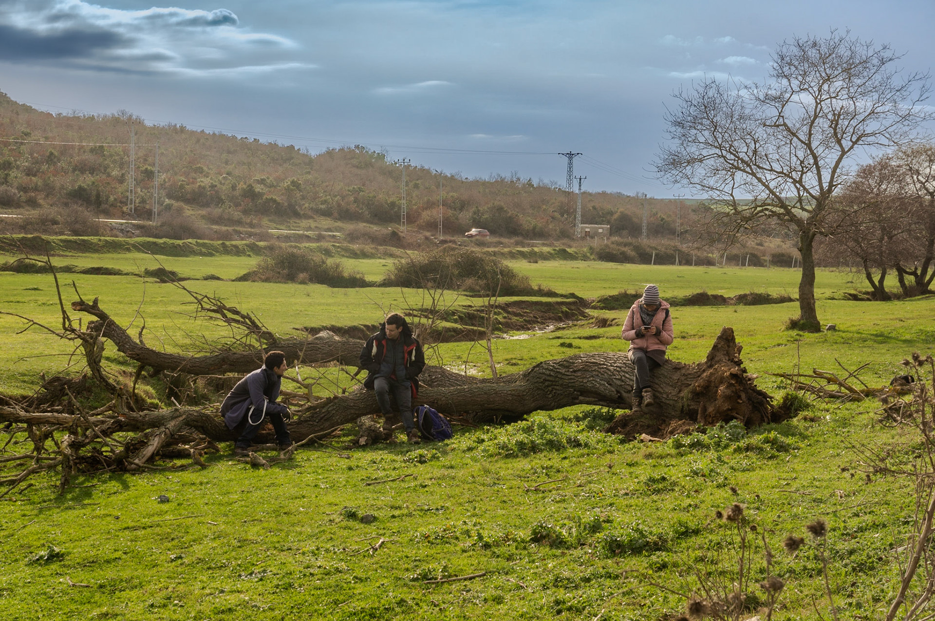 the first Sazlıdere flower meadow: a fallen tree