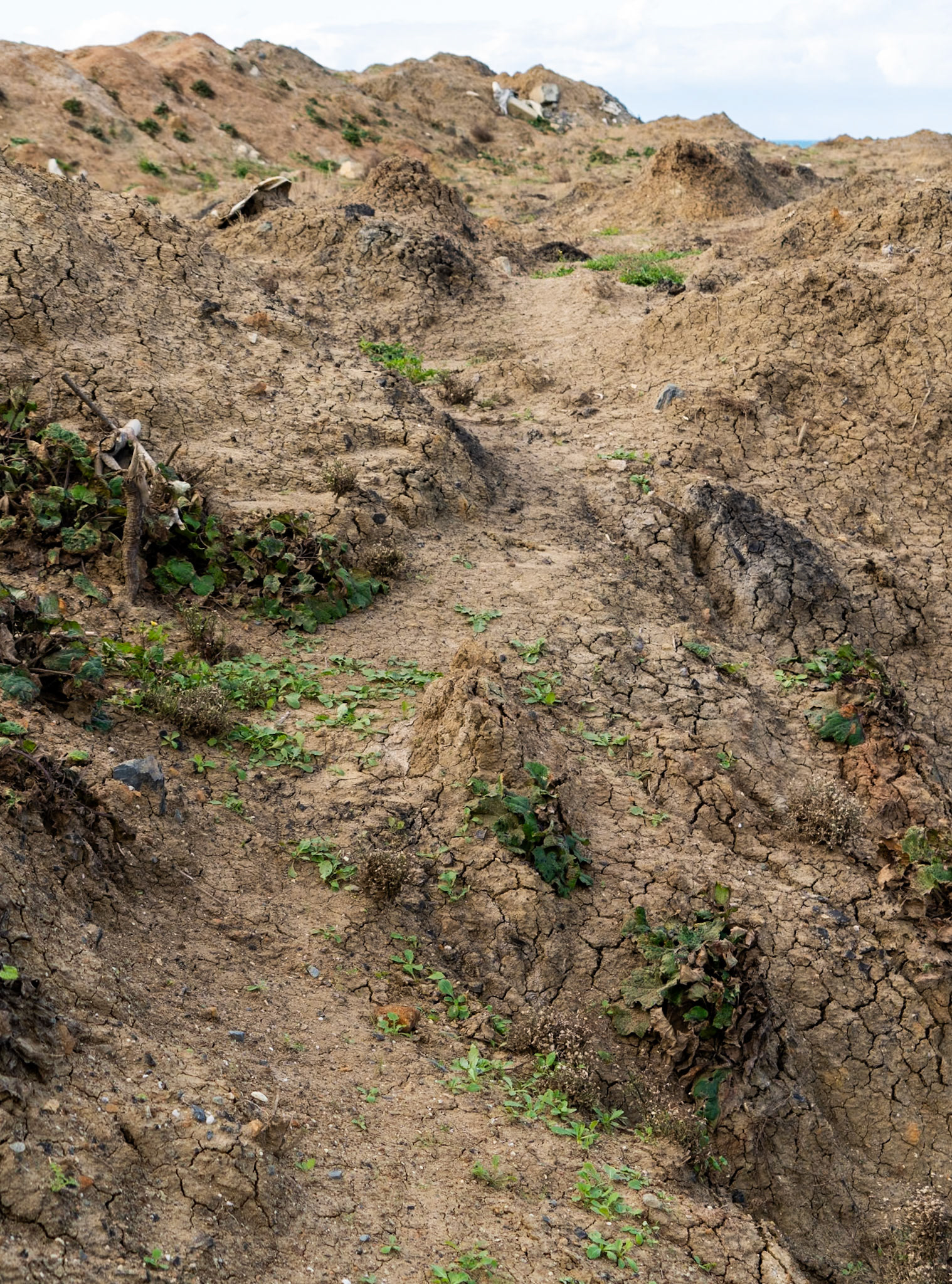 Black Sea coast east of Yeniköy: low cliff
