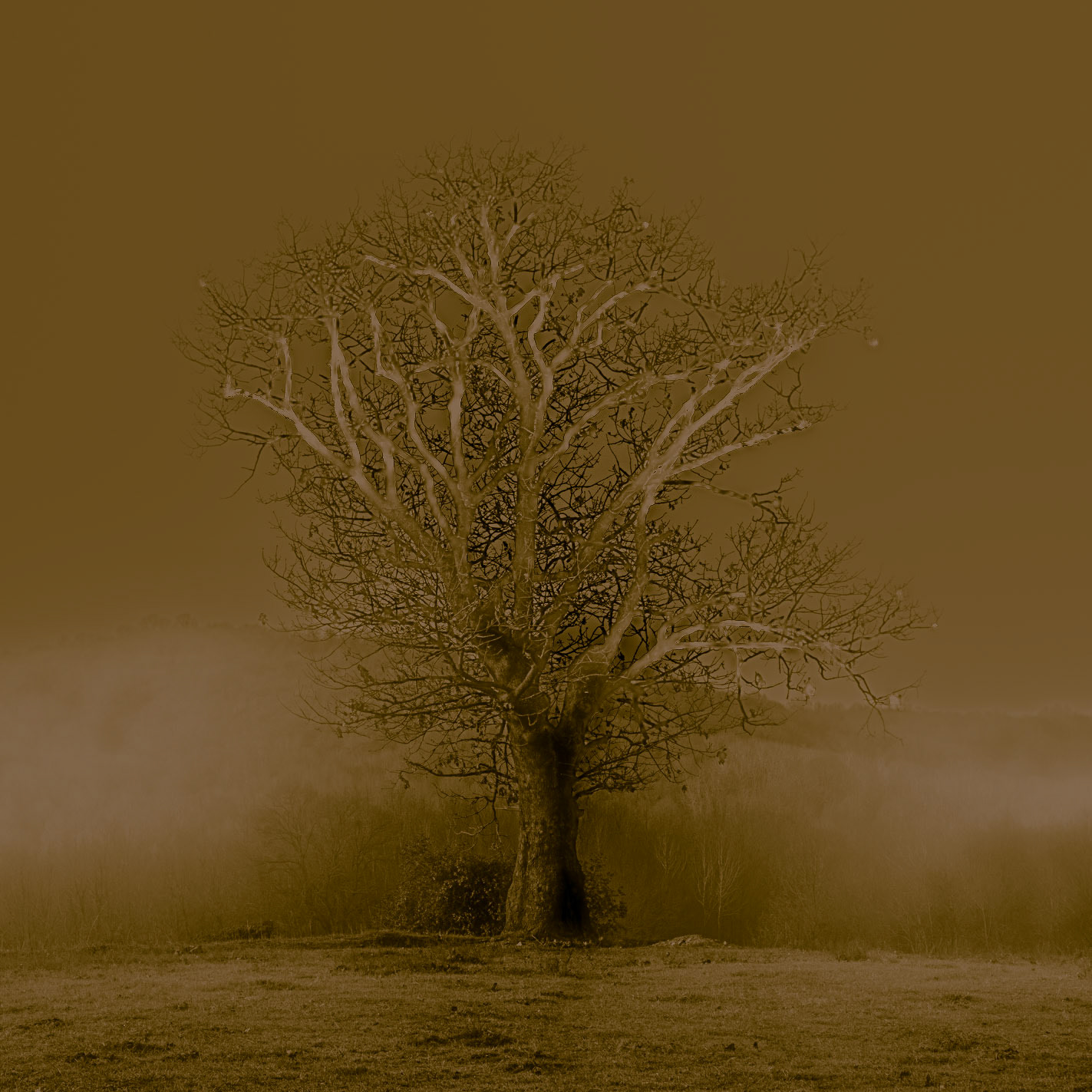 Bozhane S hill: oak (I think)