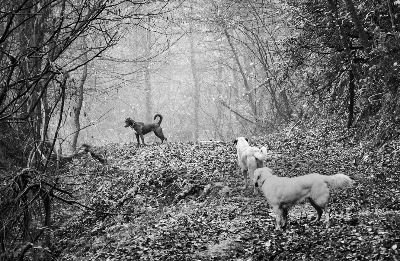 Bozhane forest: Lucia, Luka and a feral dog