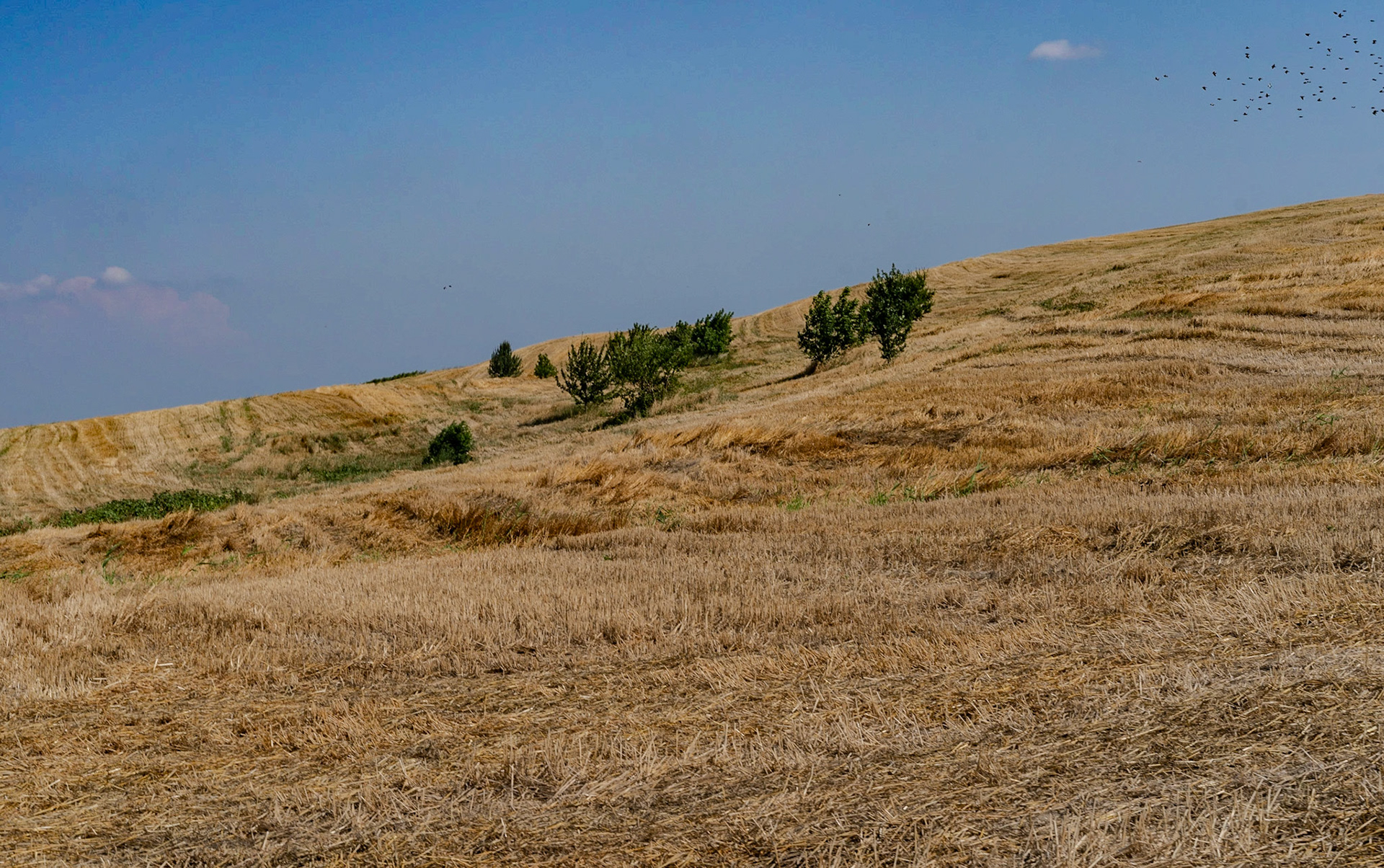 inside Istanbul University's agricultural faculty land: what once was Bramble hill