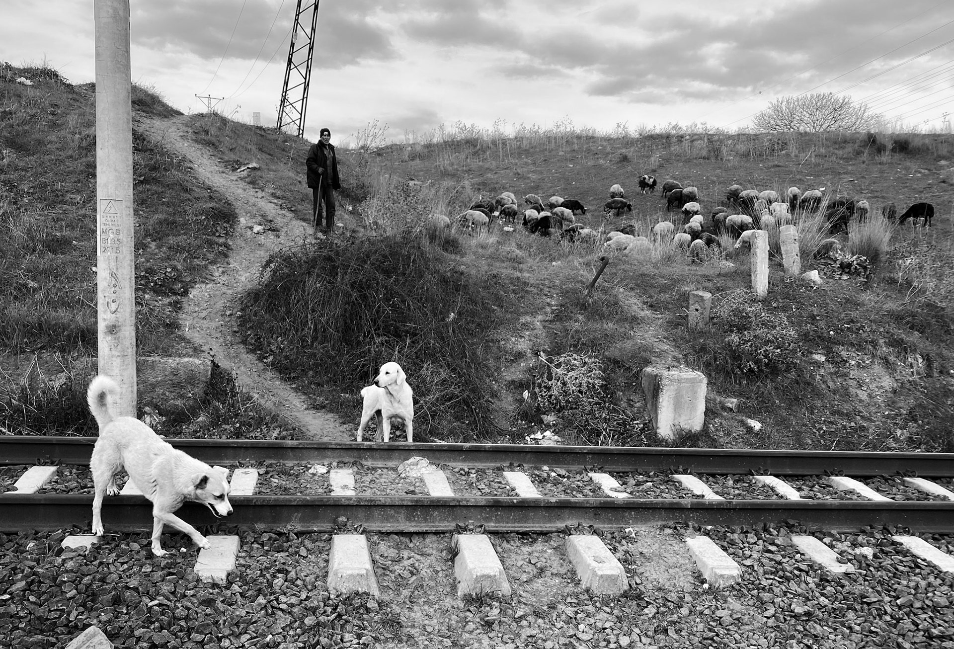 between Tahtakale and Bathonea: a shepherd, his sheep and one of his sheepdogs by the active single railway line we cross