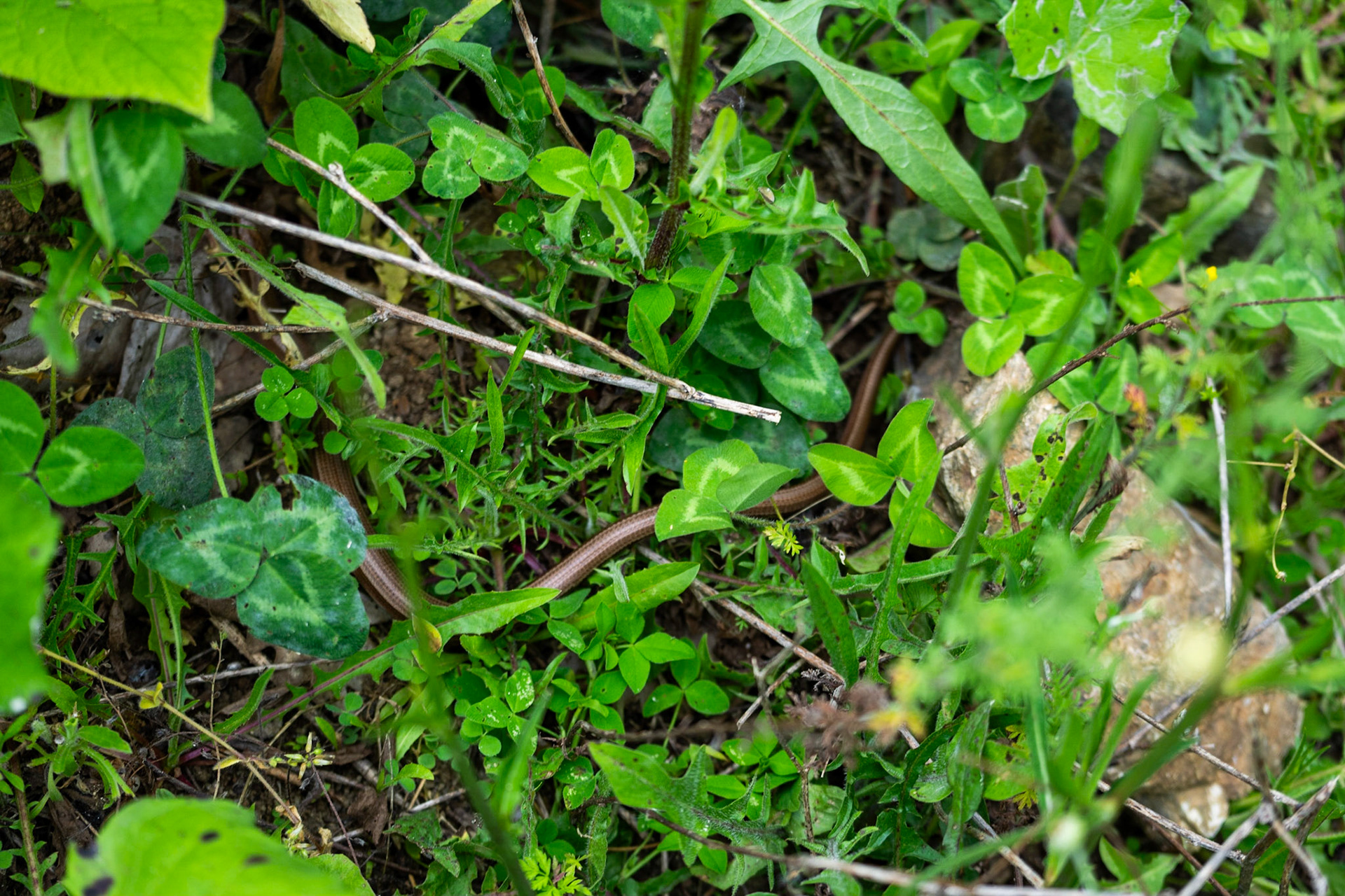 Alibahadır N woodland: slow worm or young snake