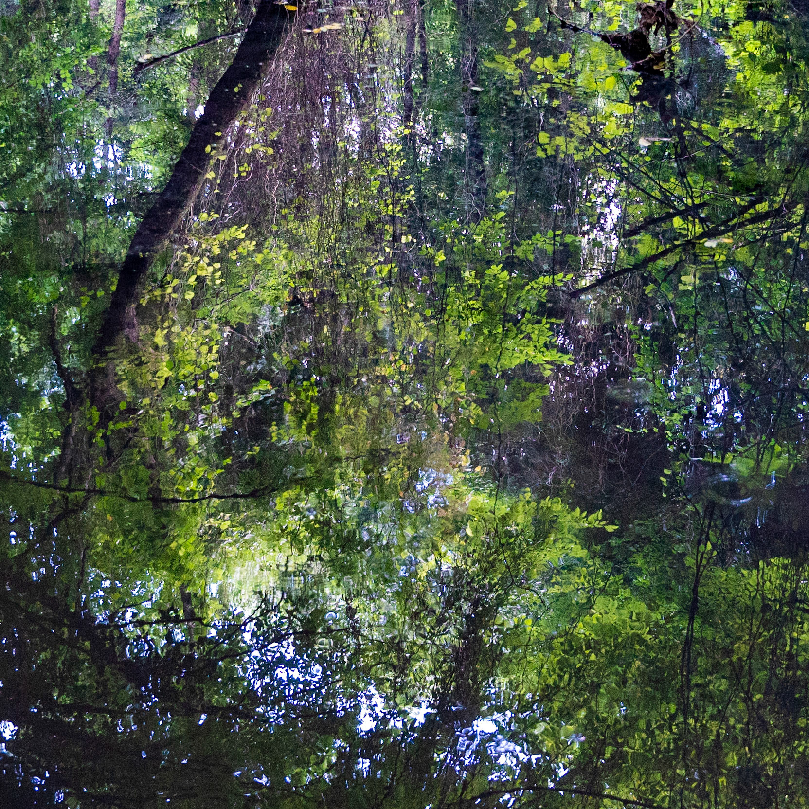 Kanlı forest: reflections in a pond