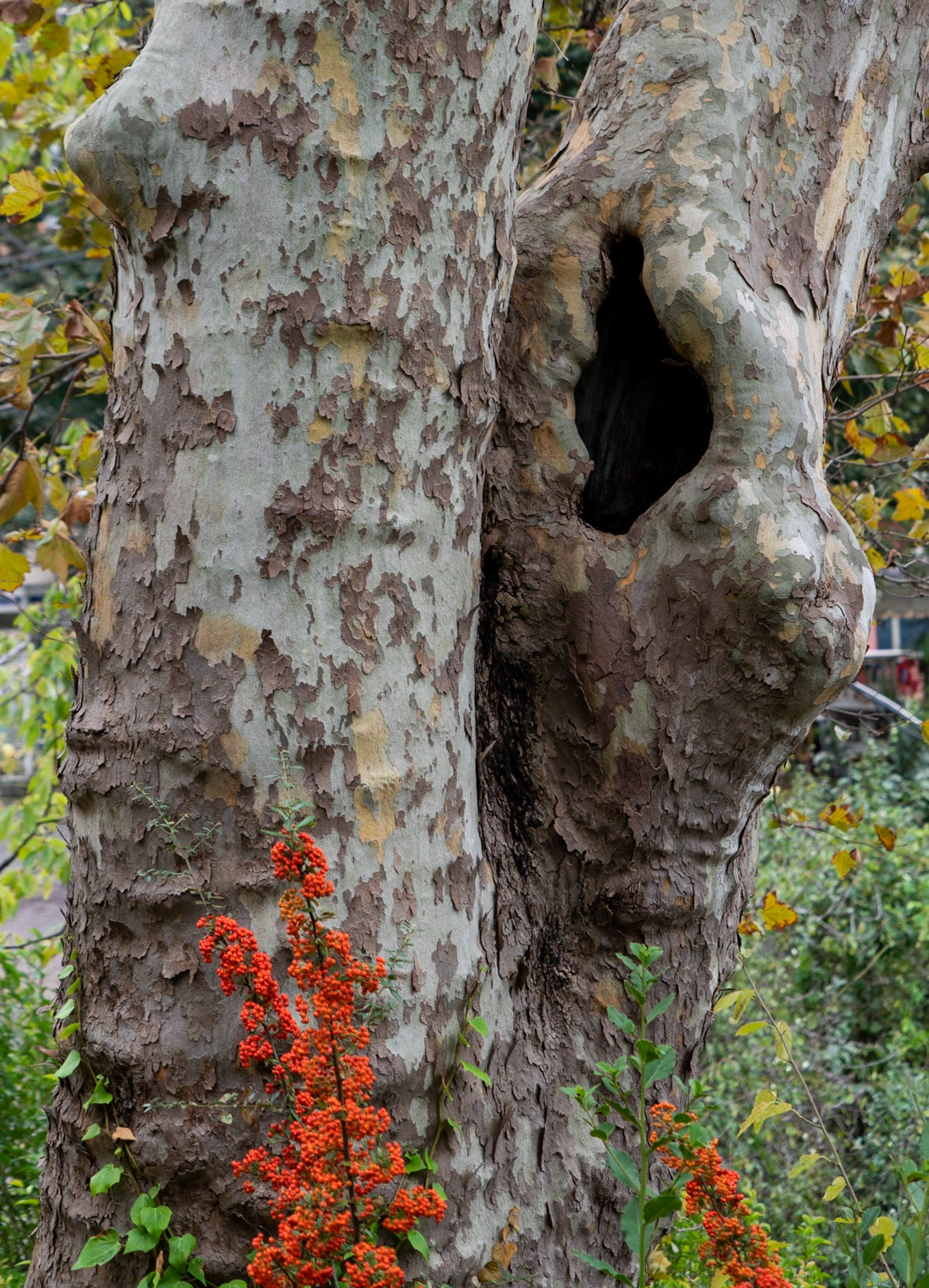 Poyraz: plane tree and orange berries