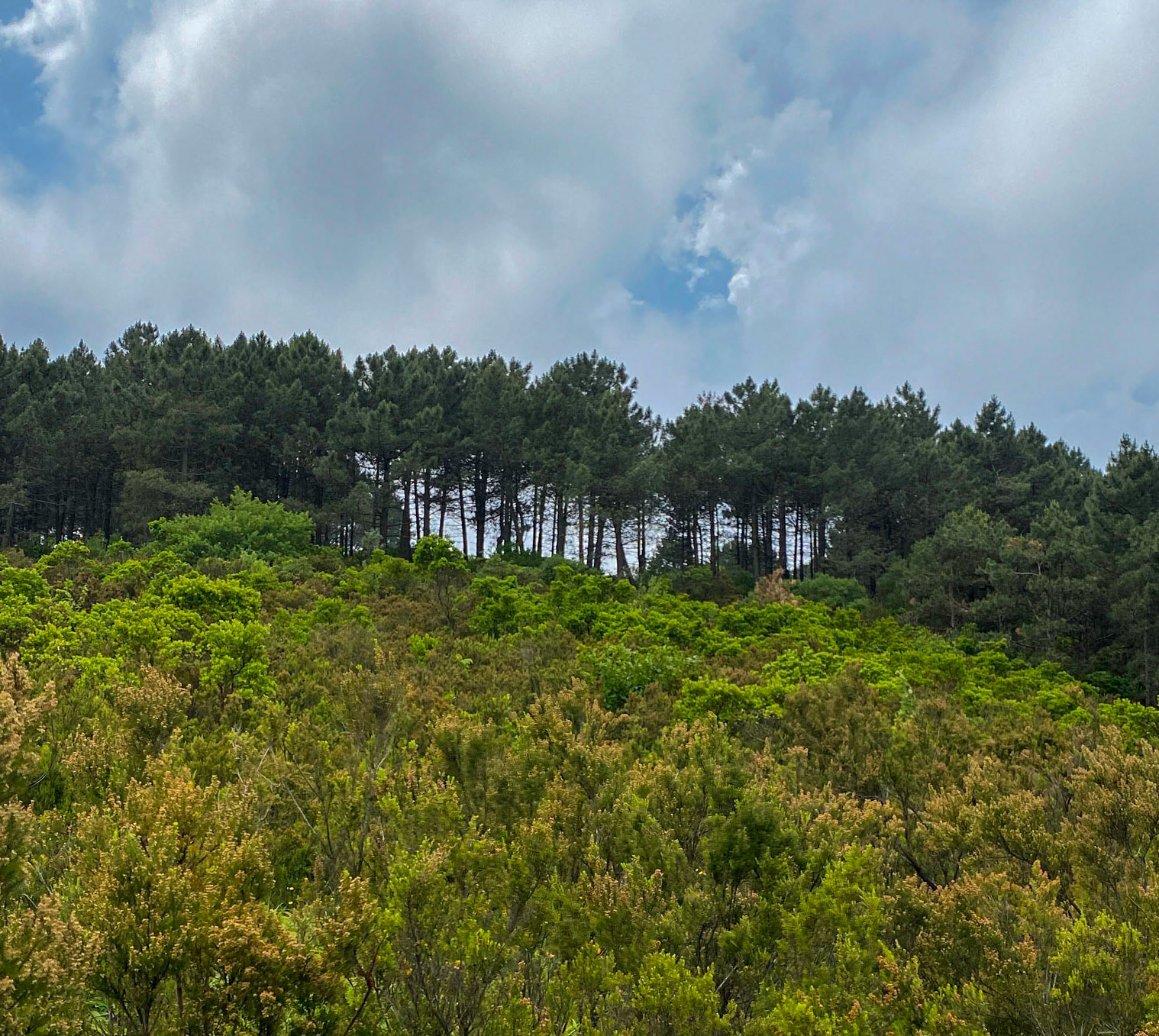 Adadaǧ hills: pines, heather and sky