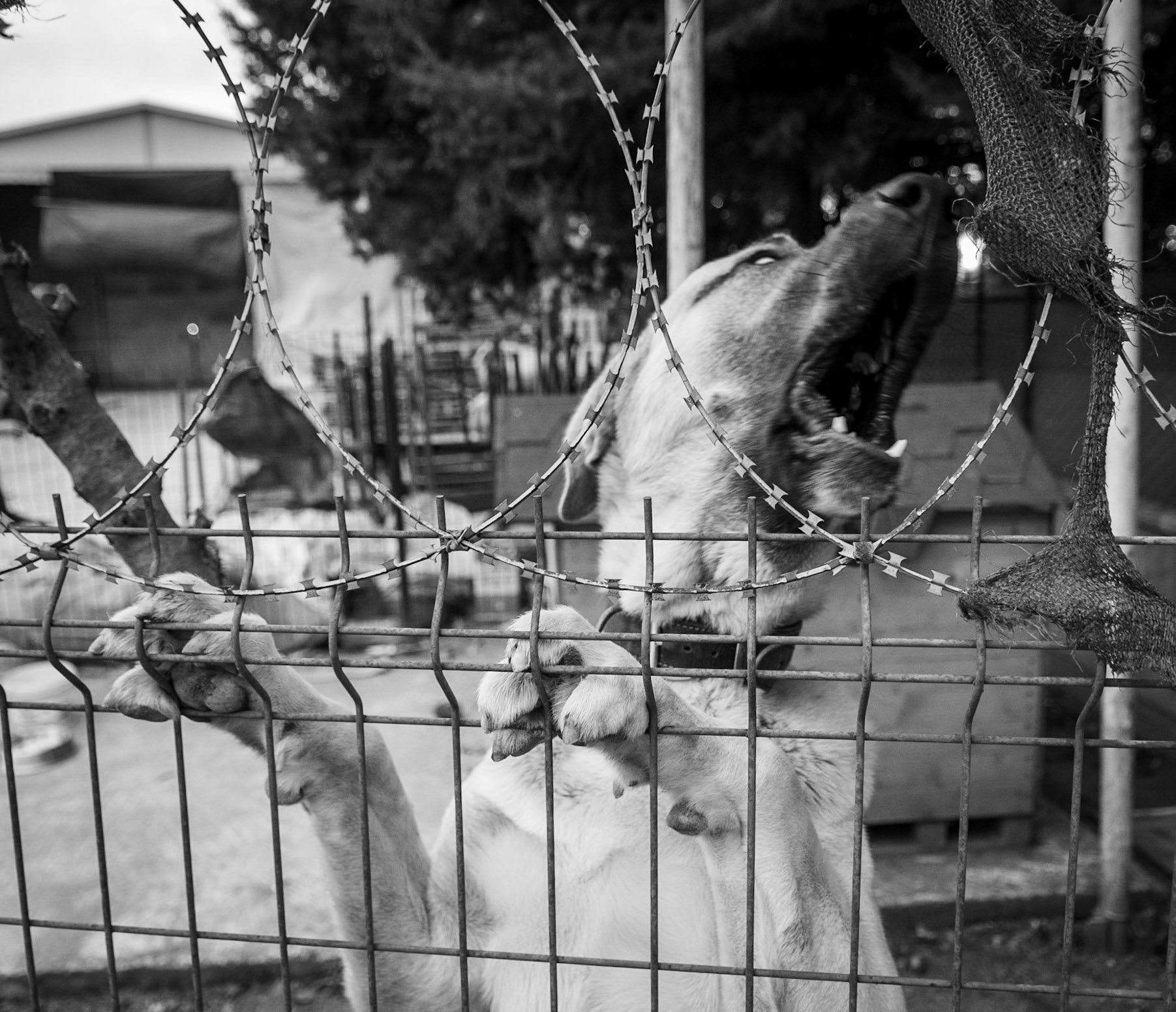 Nişantepe: guard-dog