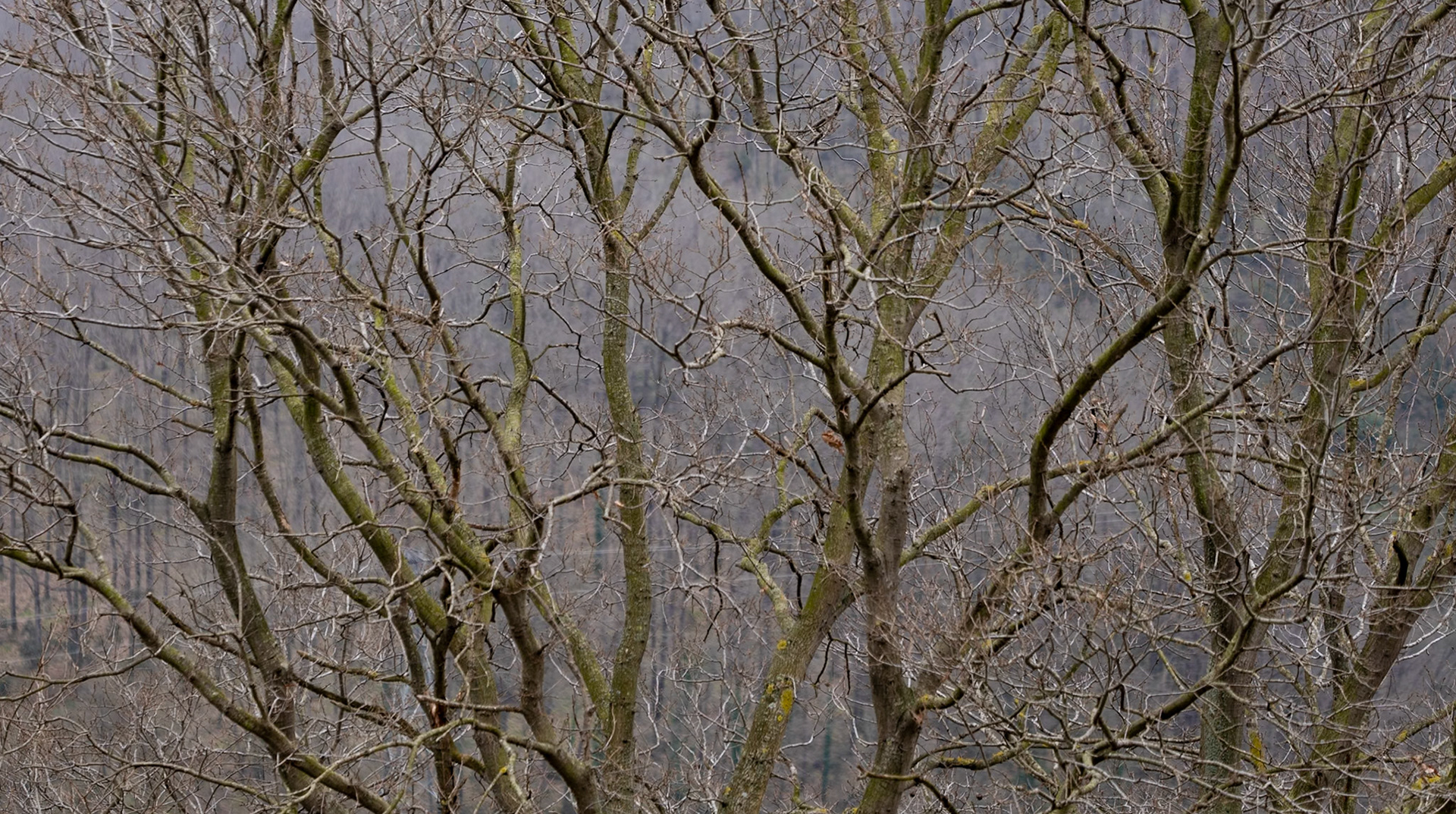 Dolap hill: winter woodland