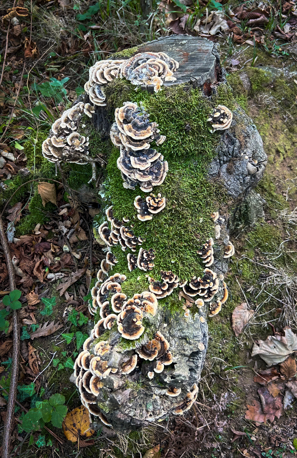 Mahmut Şevket Paşa SW hill: brown and white wood fungi