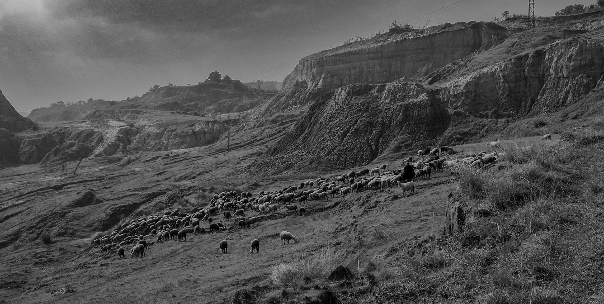 Yeniköy: abandoned opencast mine-workings and a flock of sheep