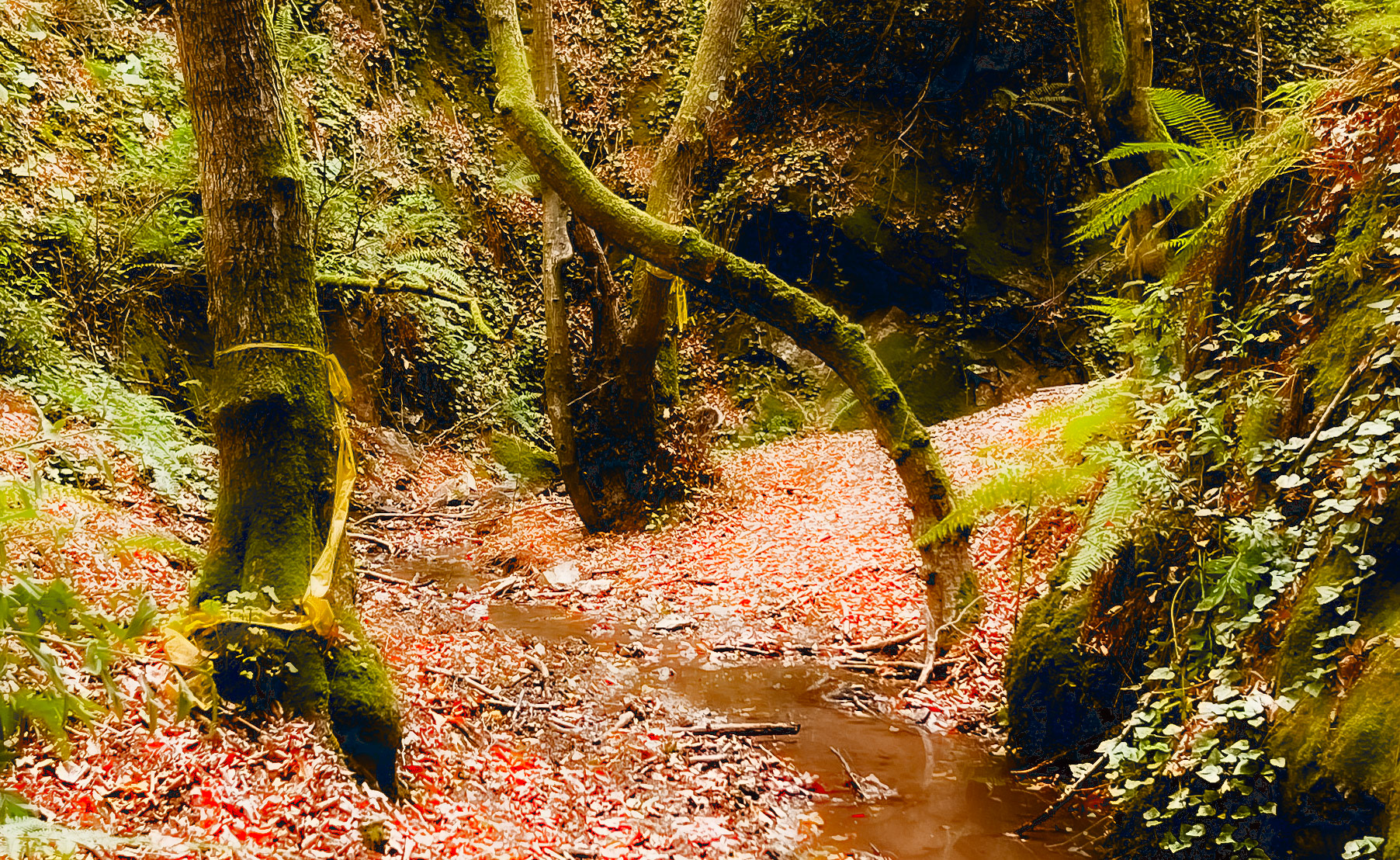 Zerzevat east streamwalk: stream and trees