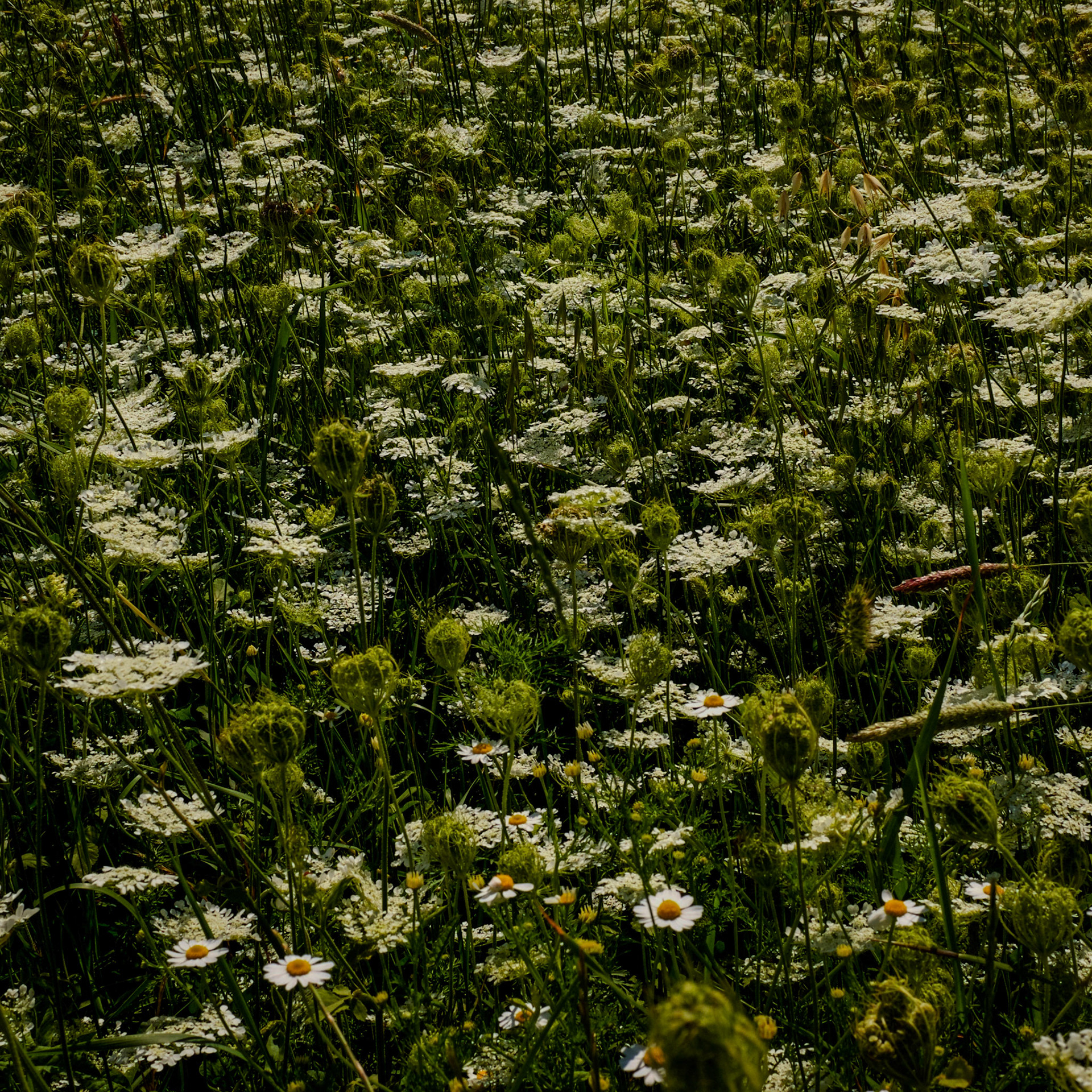 between Sazlıdere dam and Yarımburgaz Cave: wild carrot flowers