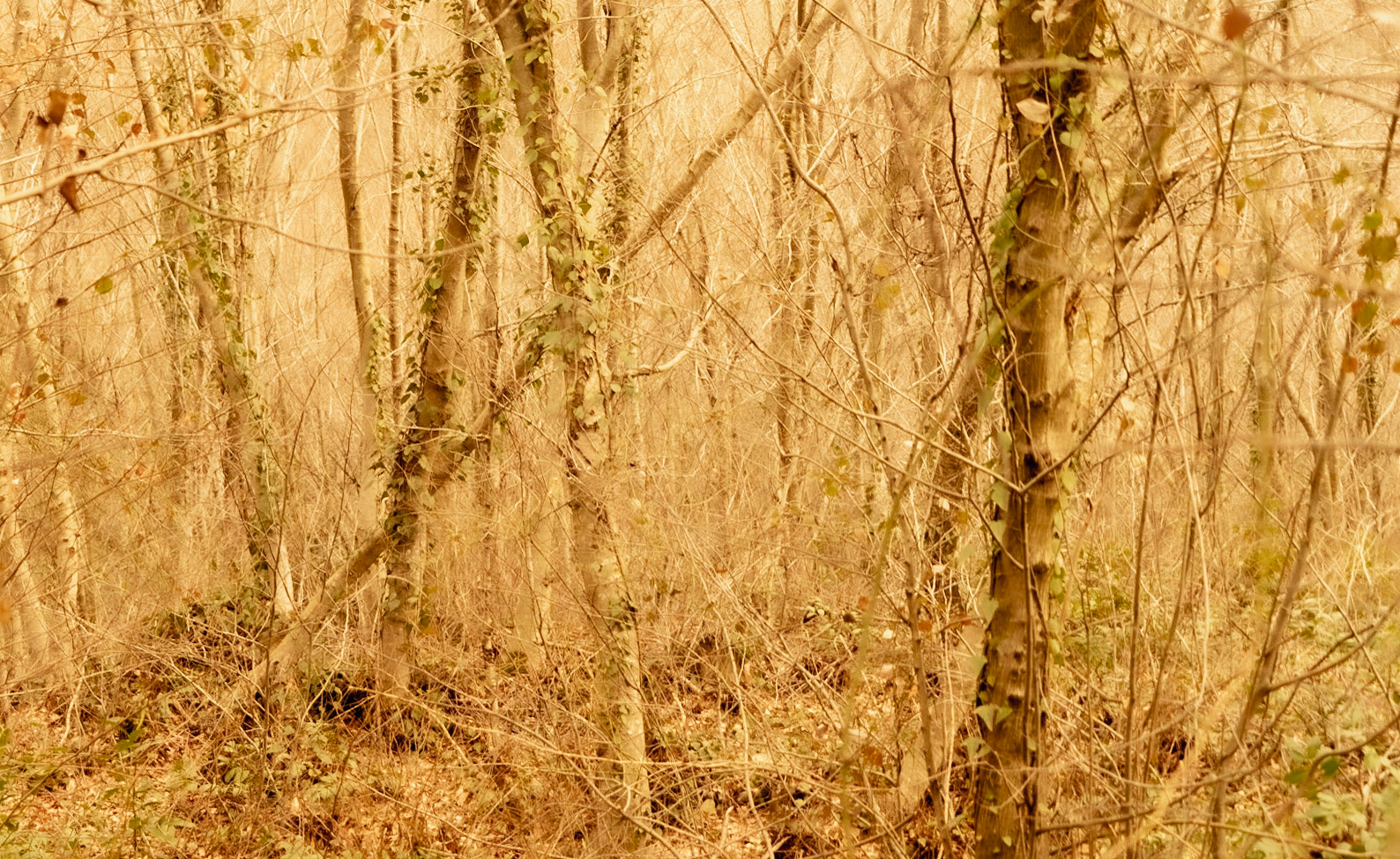 Alemdaǧ forest: treescape