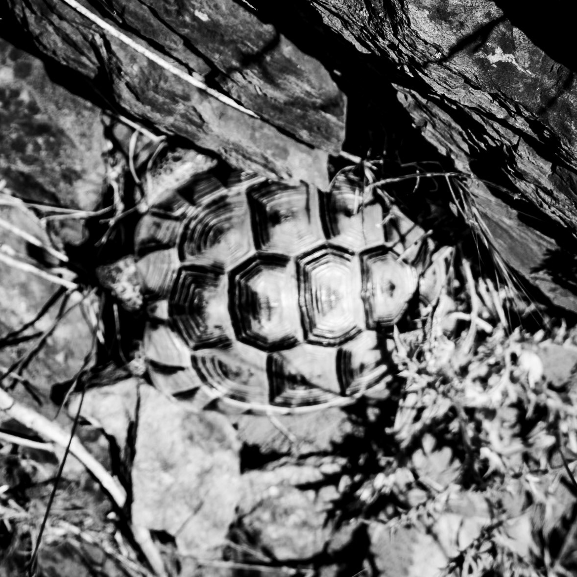 Şamlar gorge: small tortoise