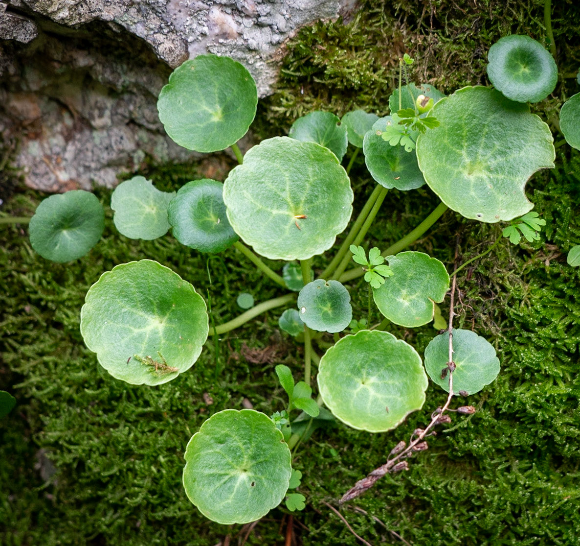 Paşaköy gorge: round-leaved plant