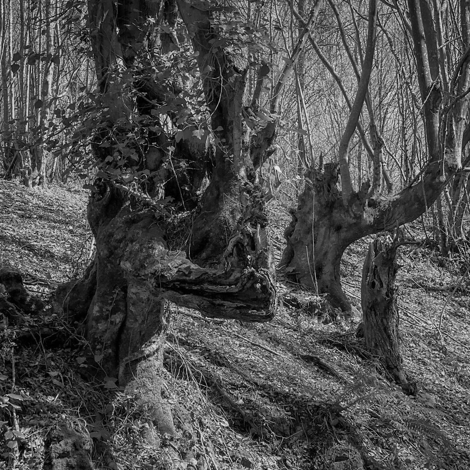 Zerzevat stream valley: beaked old tree