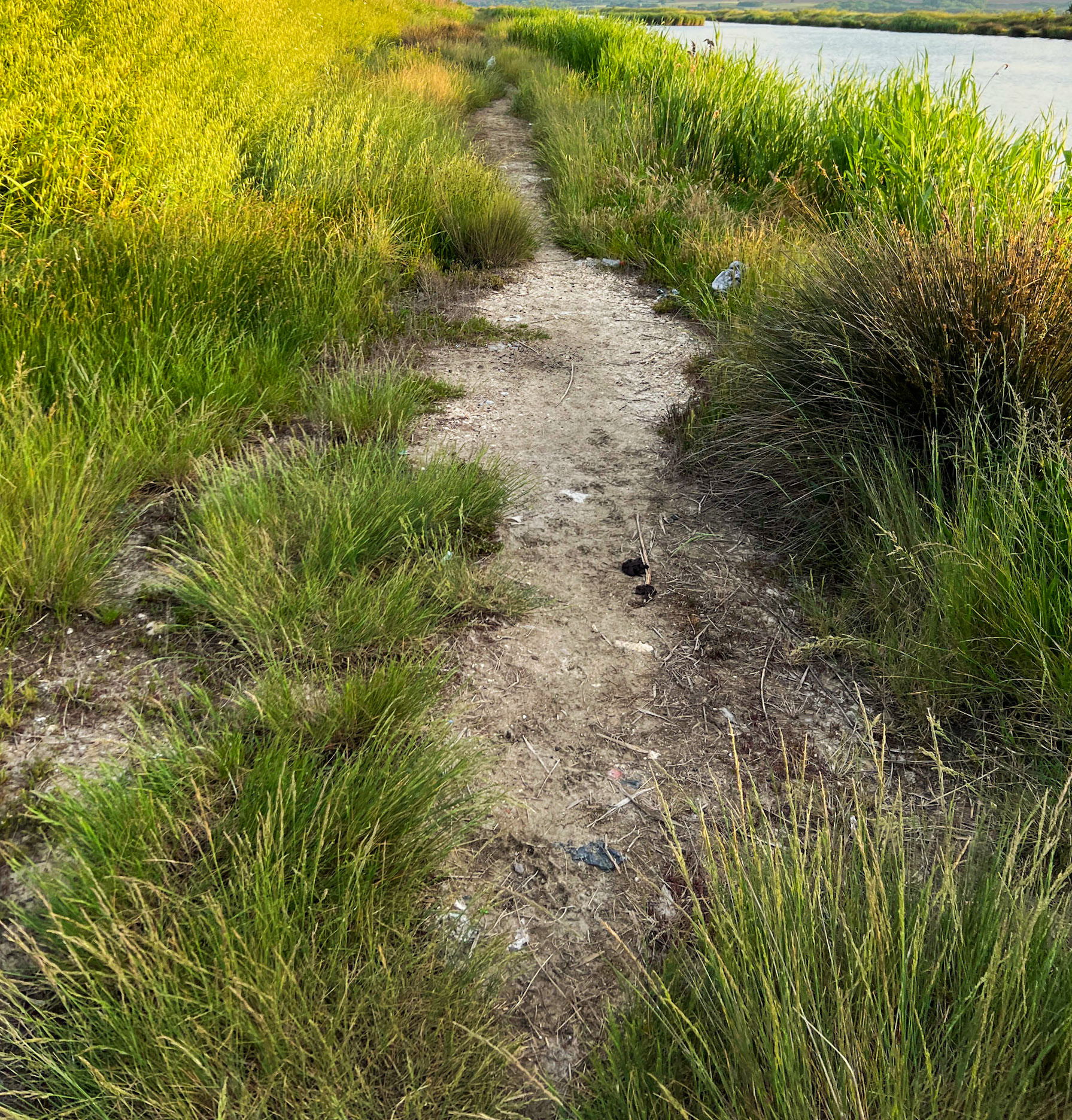 Küçükçekmece NE marsh: marshy path