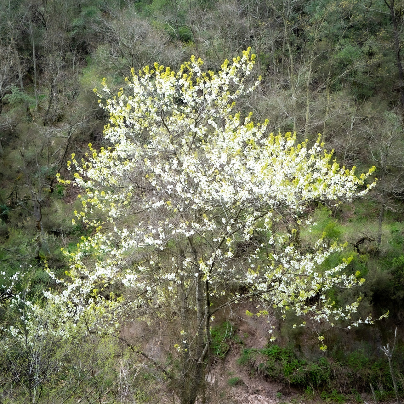 Kozlu reservoir: a tree in white blossom