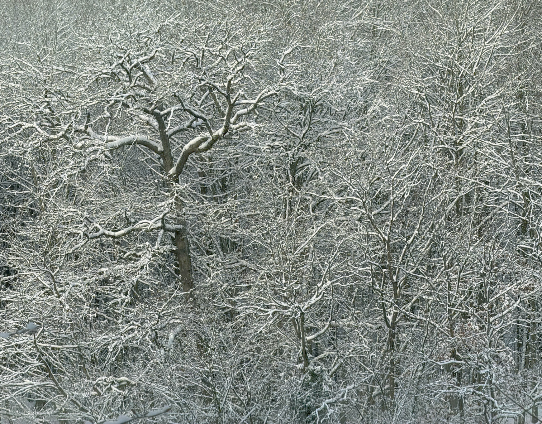 the İkinci Mahmut Şevket Paşa valley: snow covered trees