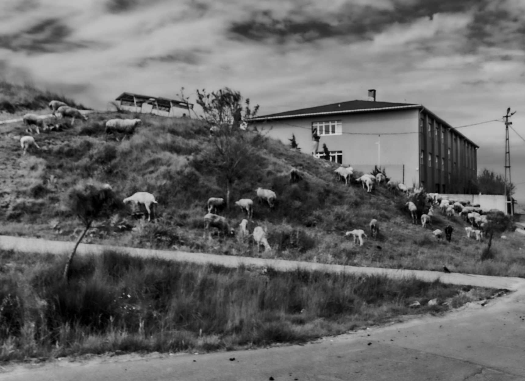Yeniköy: house and sheep