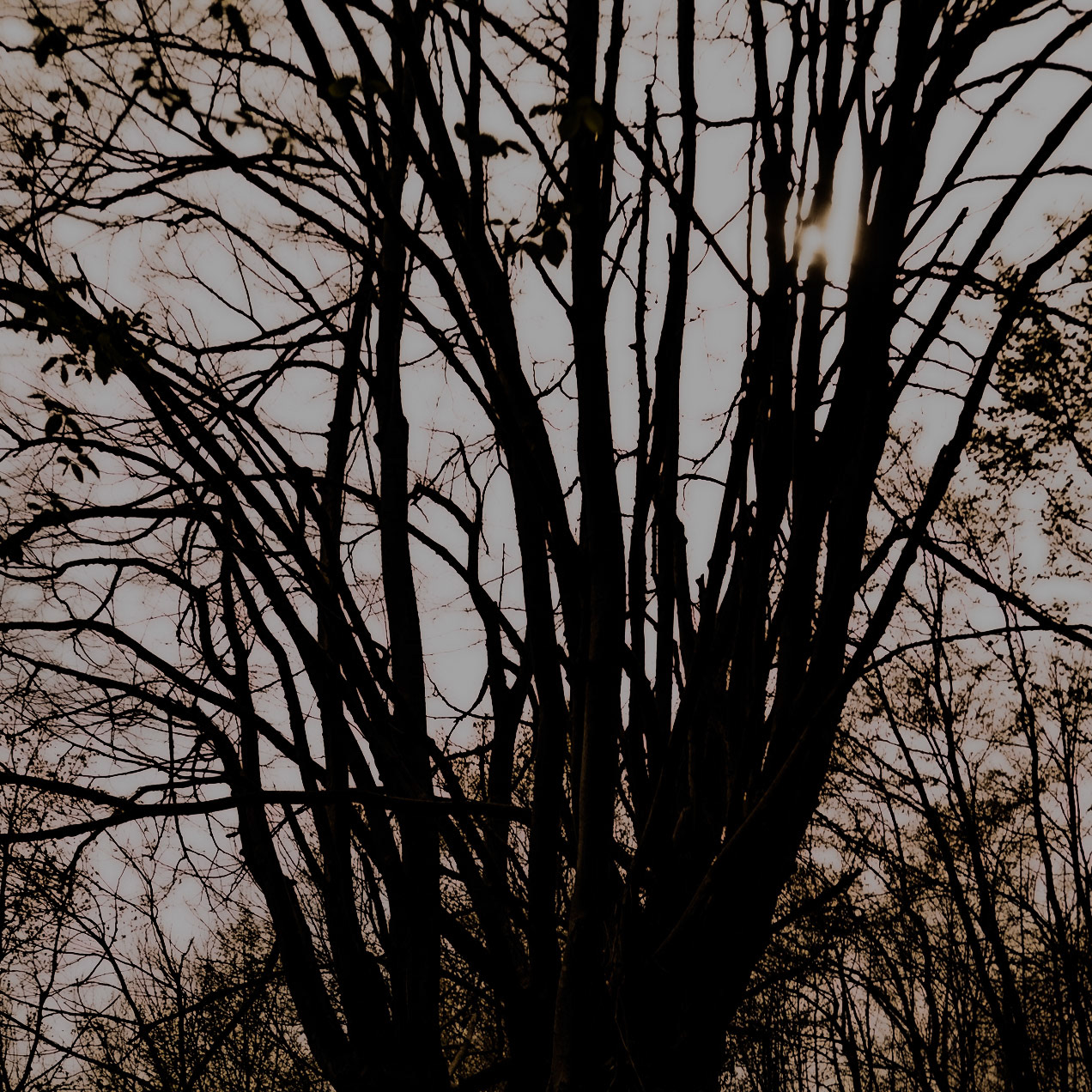 Kozlu stream valley: branches