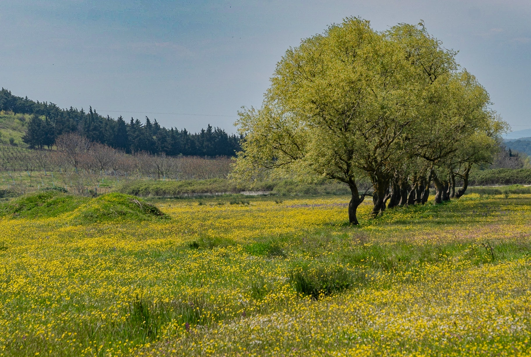 the first Sazlıdere flower meadow: a row of trees coming into leaf