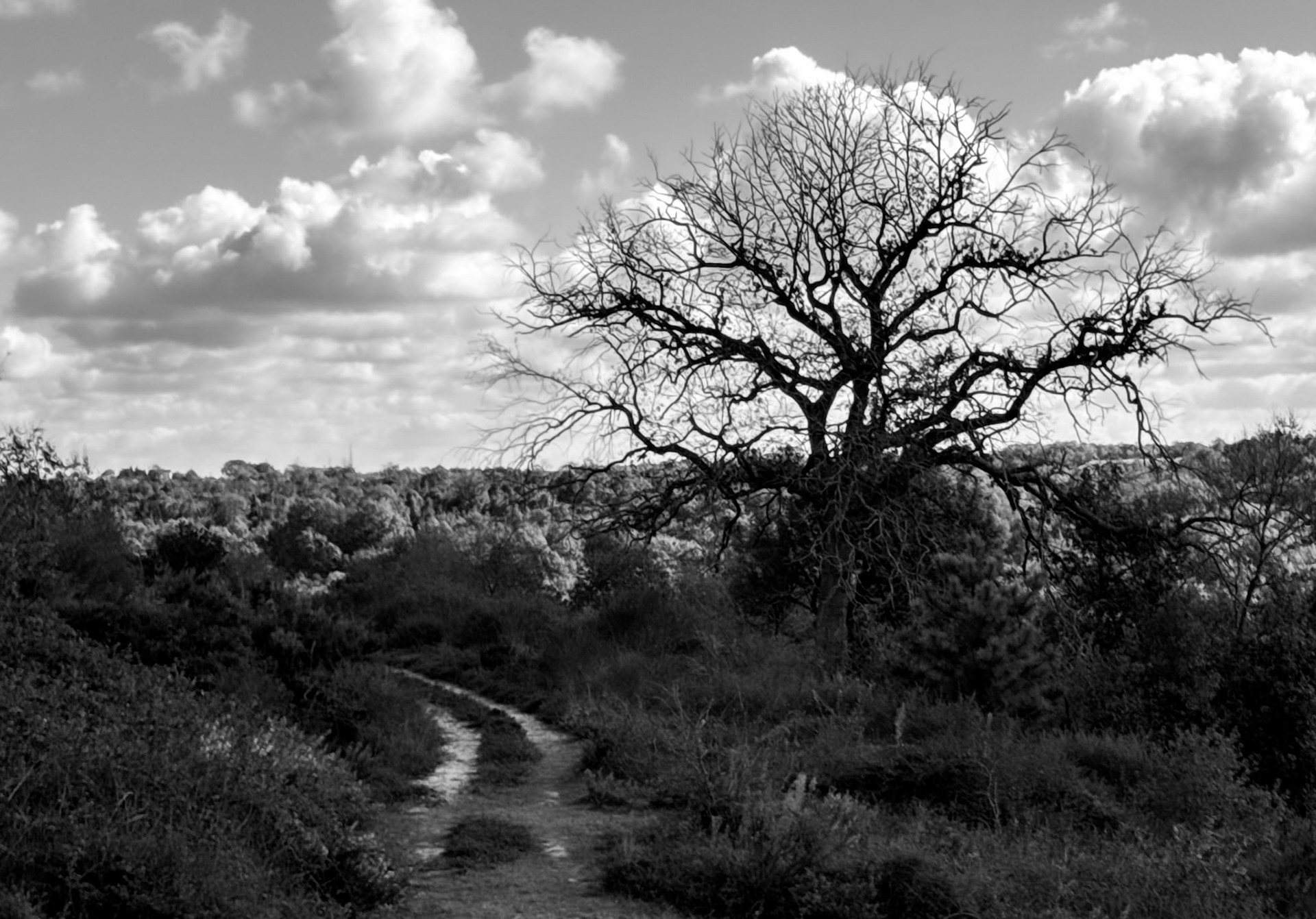 Doǧancılı western forest: bare tree and track