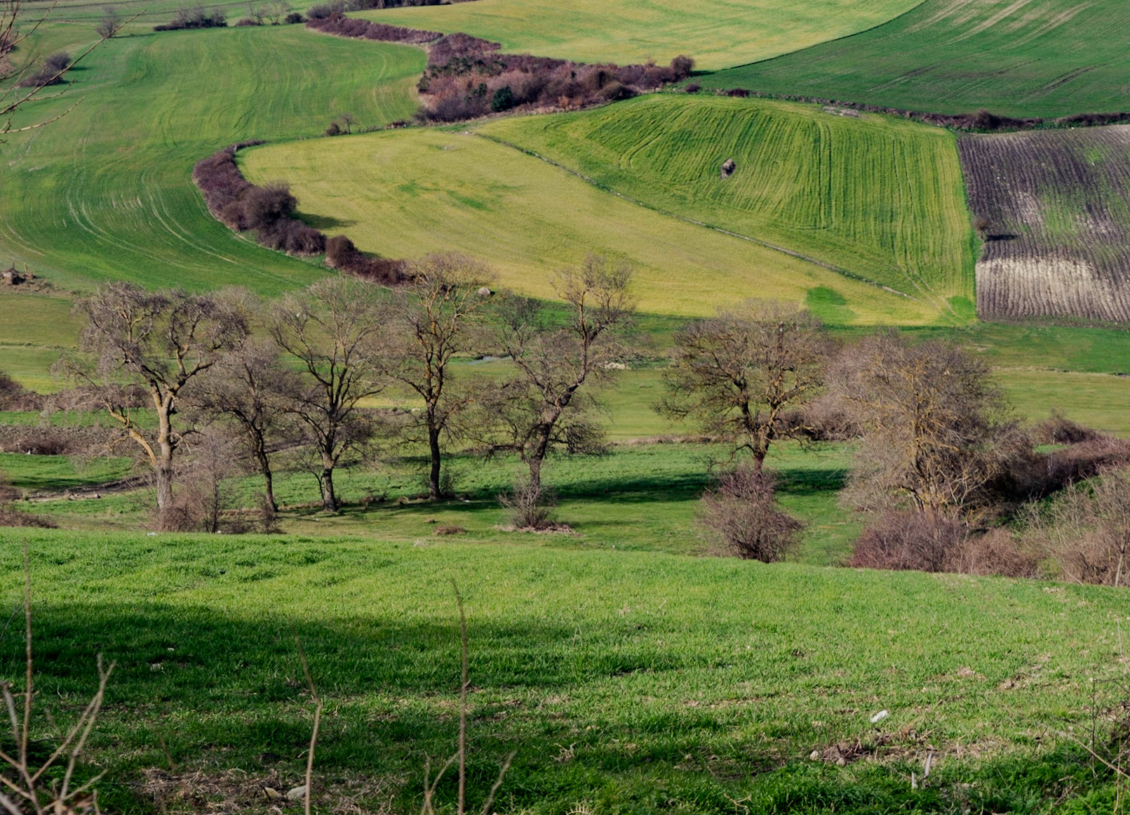 between Germe and Baklalı: winter trees &amp; fields