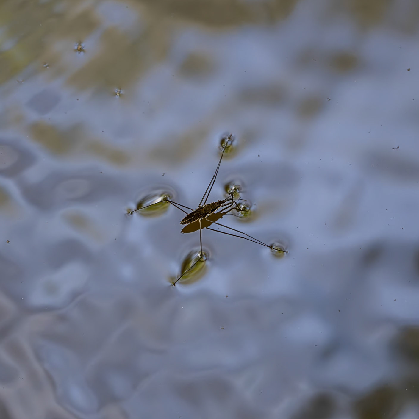 Zerzevat east streamwalk: water boatman