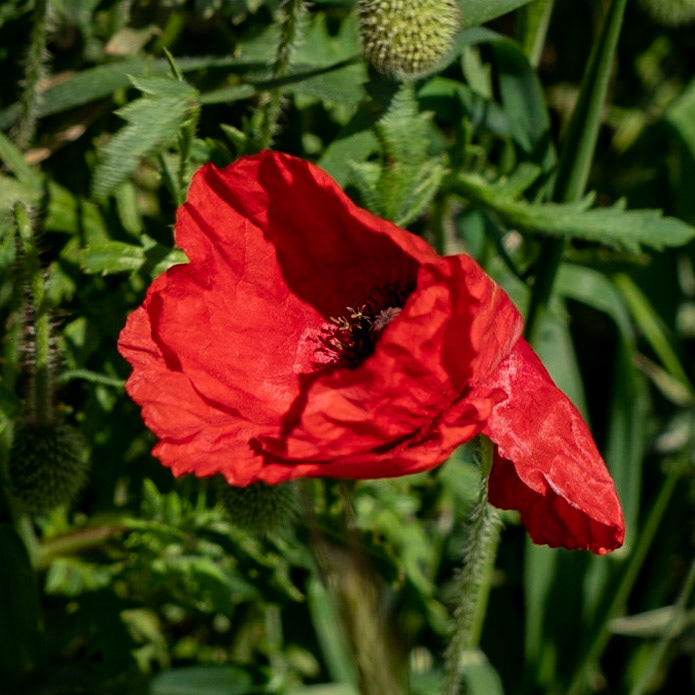 Germe: wayside poppy