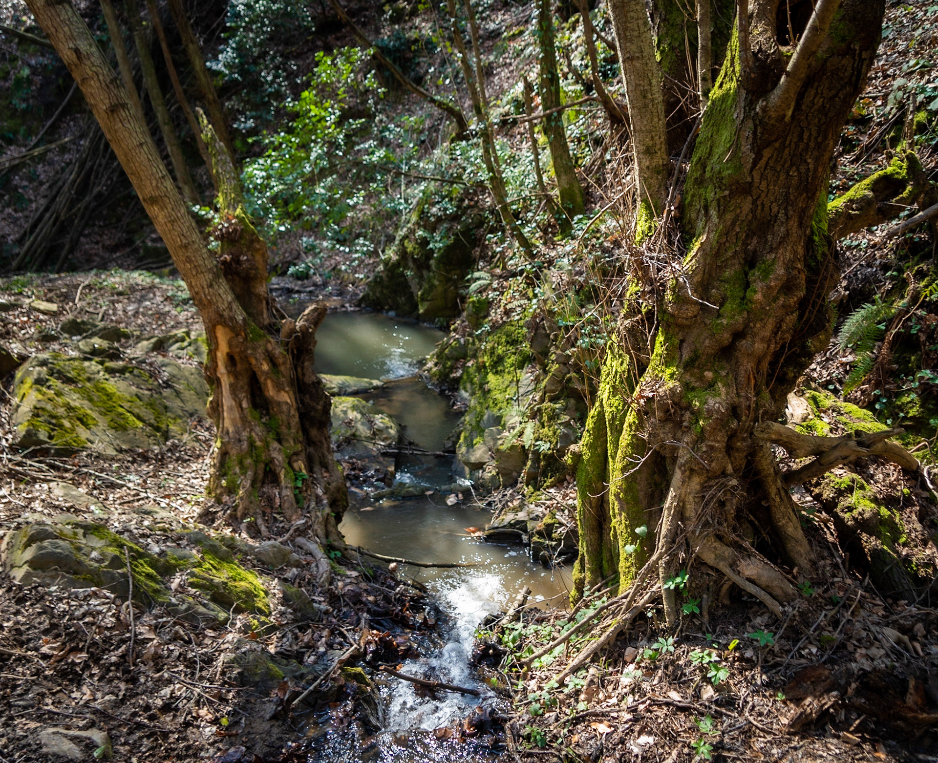 Zerzevat stream valley: complex old trees