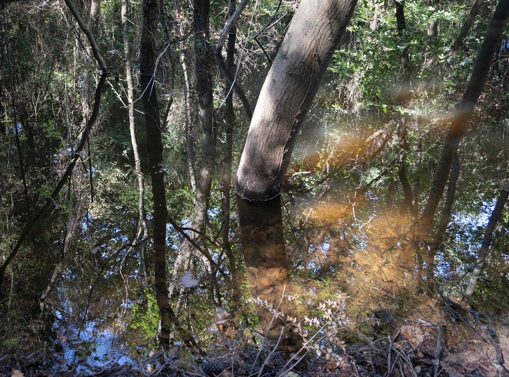 İmrahor swamp: trees &amp; reflections