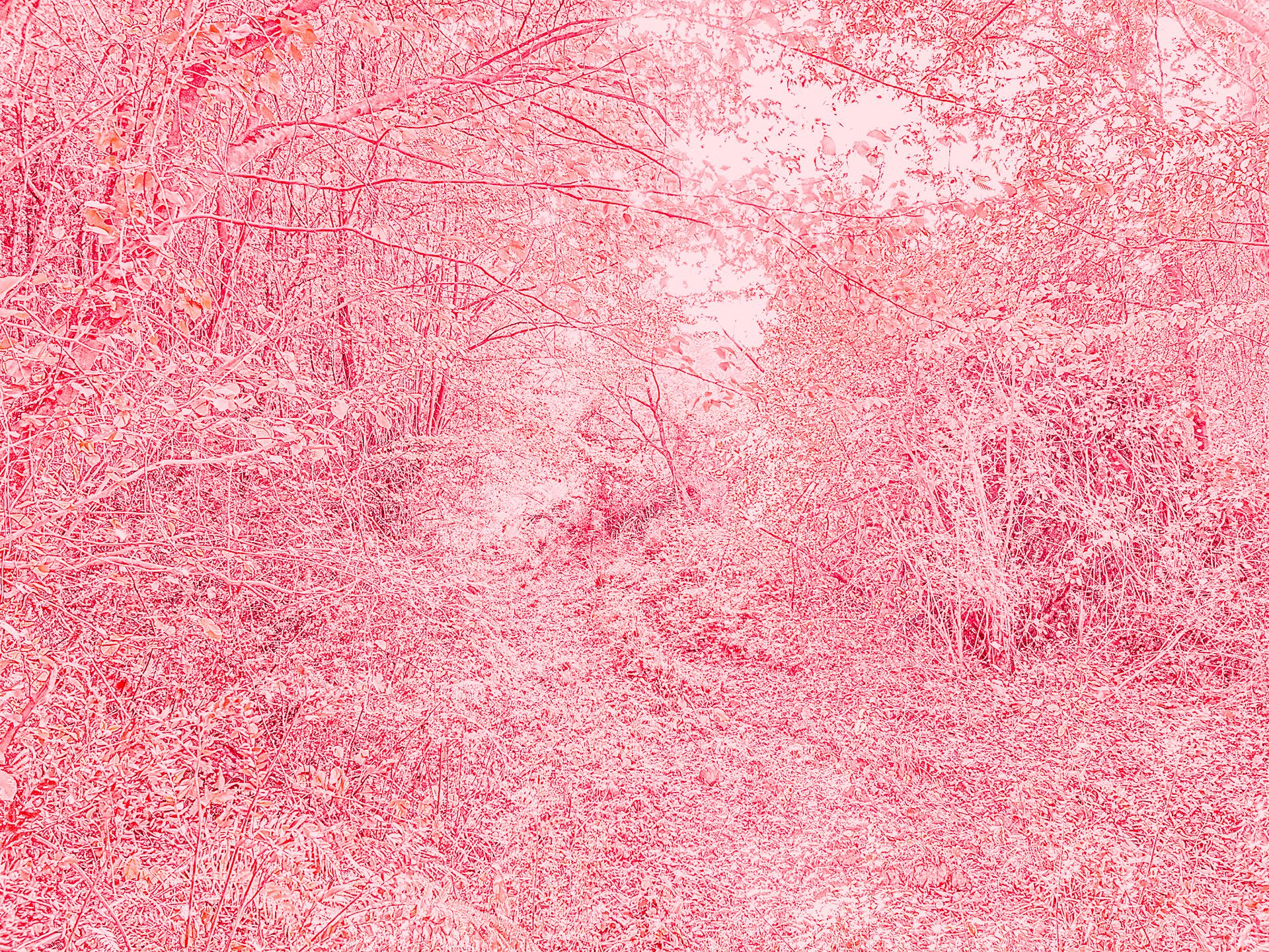 İshaklı forest: red density