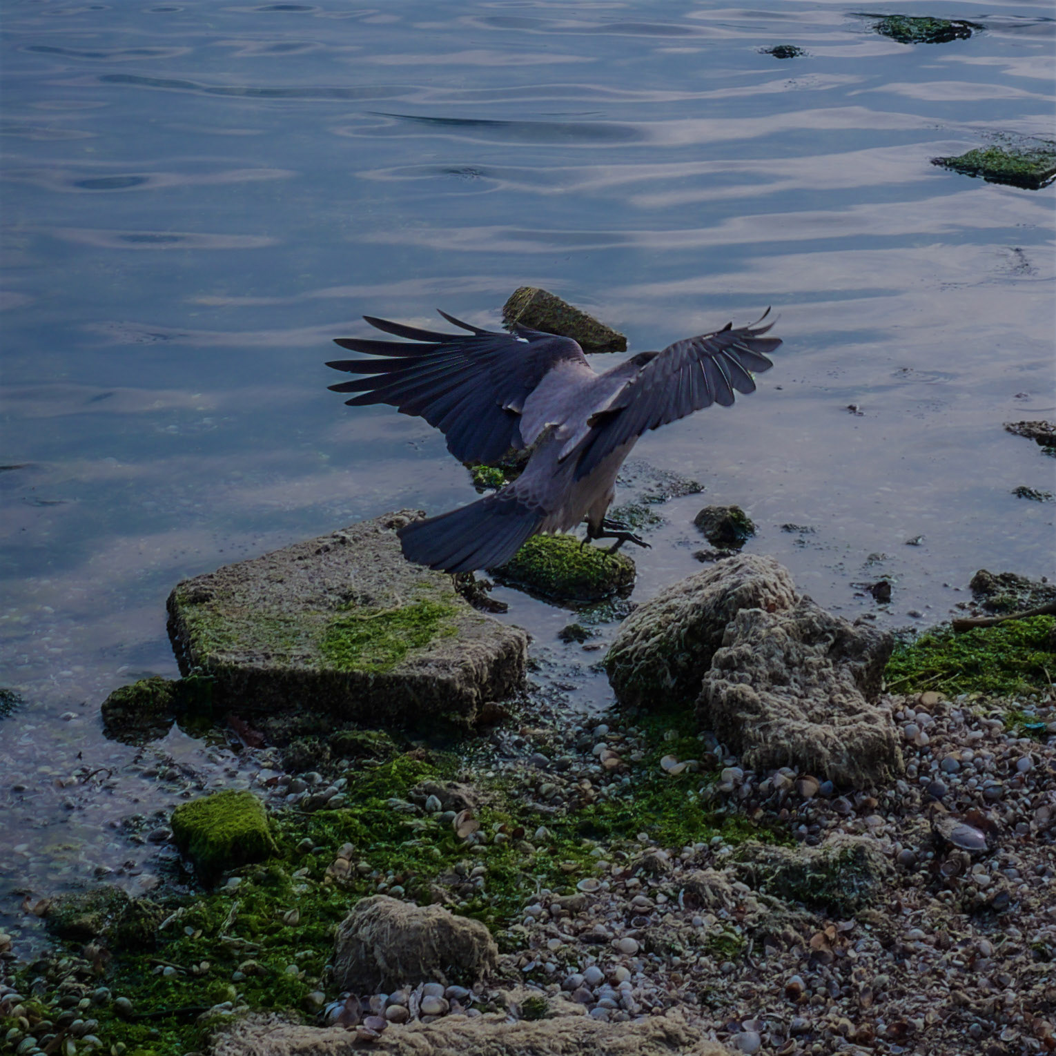 the shore of the Sea of Marmara between Gümüşpala and Menekşe Plajı: pigeon coming to land