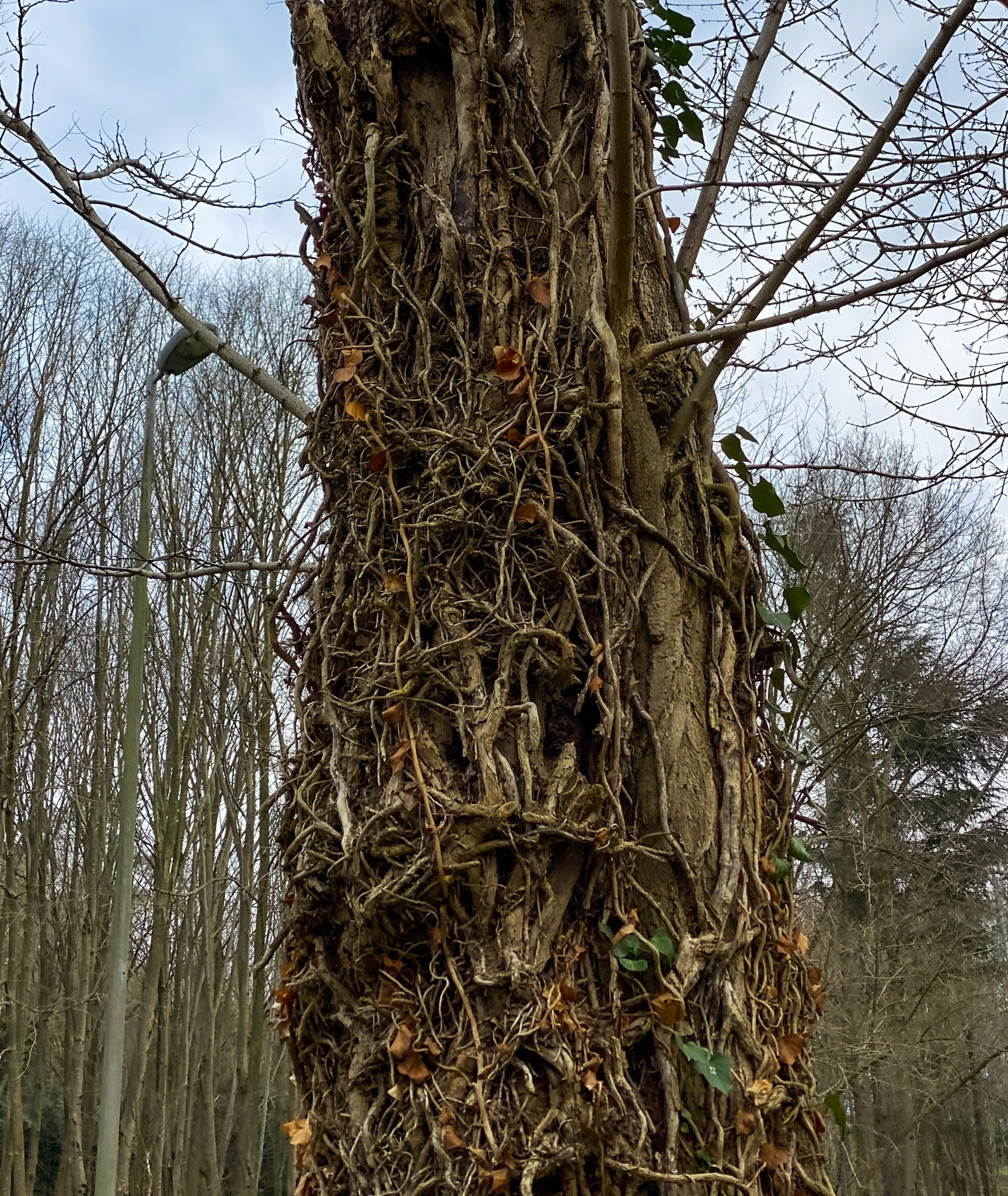 Beykoz koru: old tree